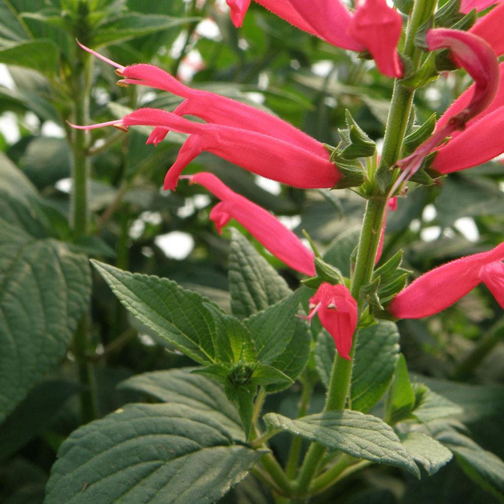 Bonnie Plants 5101  - View #4