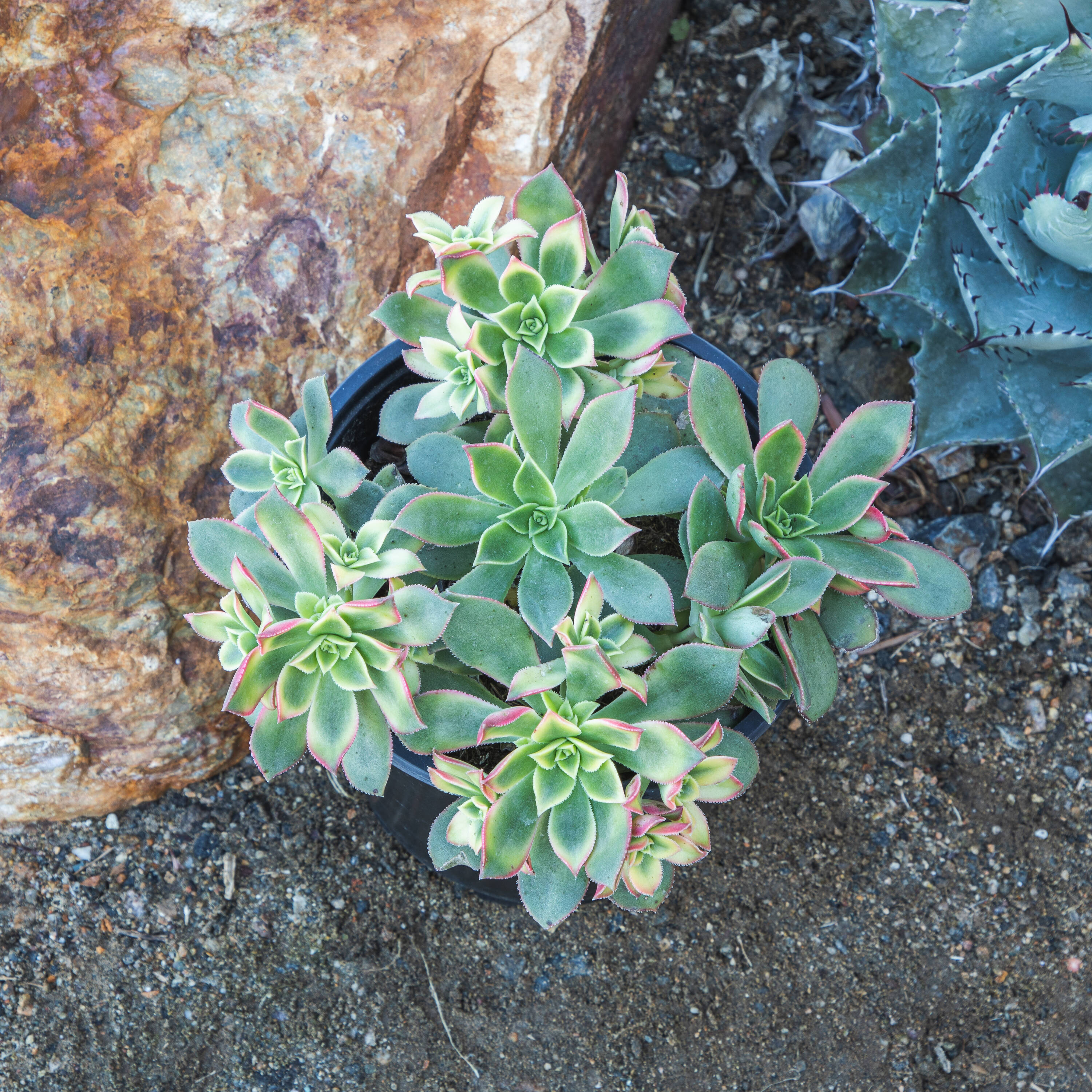 Altman Plants 0880120 Cacti-Succulents - View #3