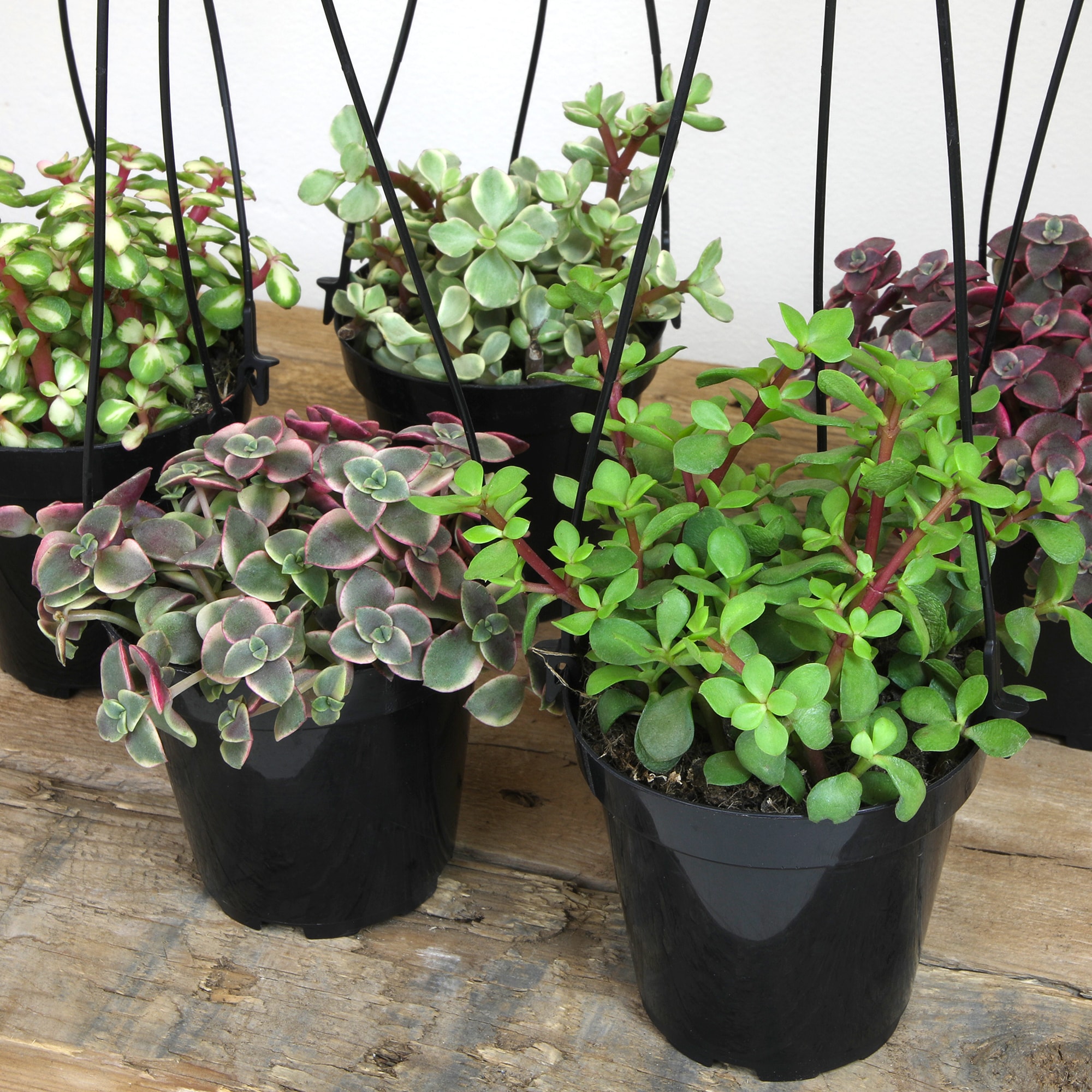 Assorted Hanging Succulent Plants in Black 3.5 Inch Pots