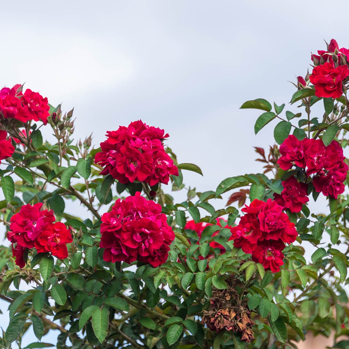 Spring Hill Nurseries 60994 roses - View #3