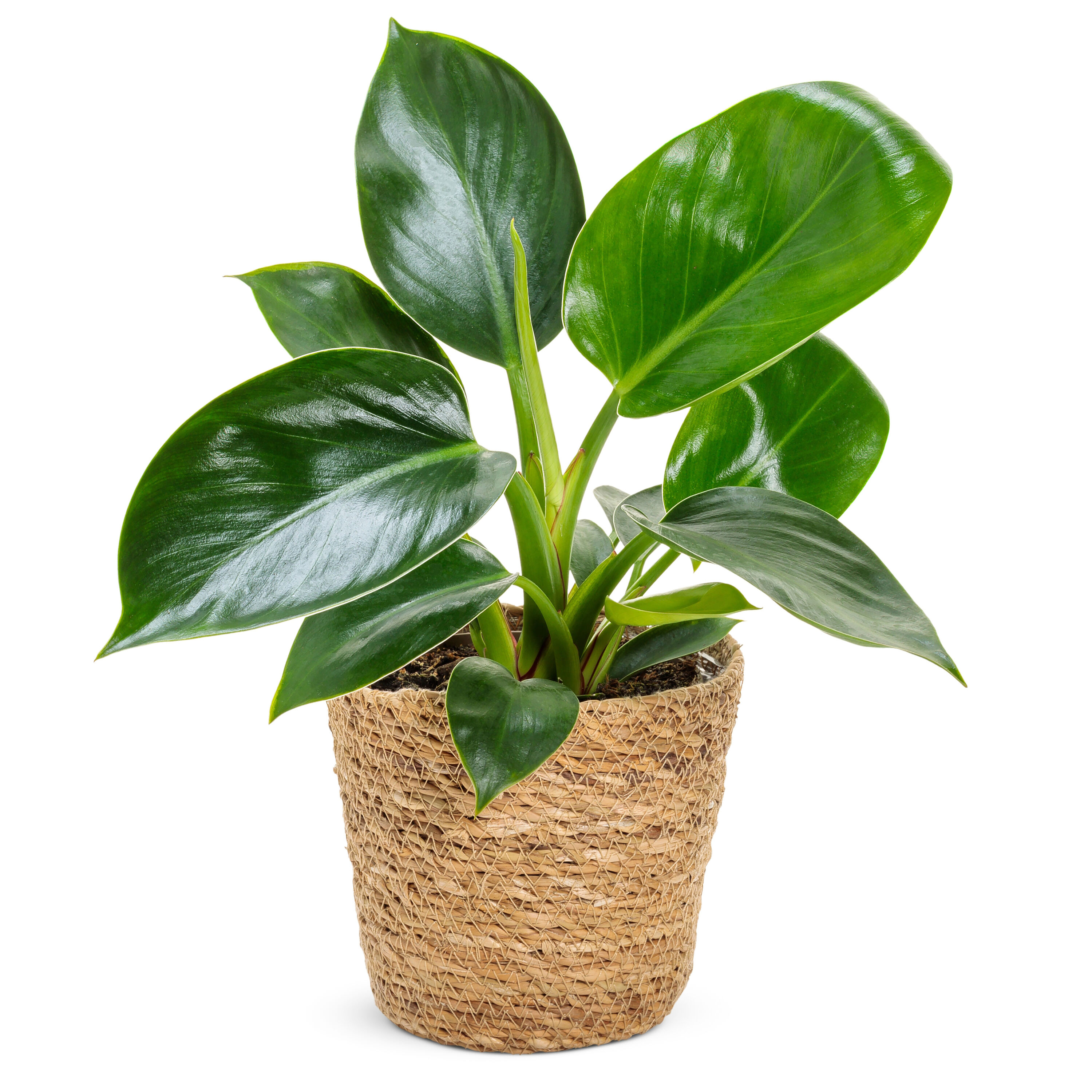 Proven Winners PHDPRL0015101 Prismacolor Congo Apple Philodendron House plant in 3 Inch(es) Pot