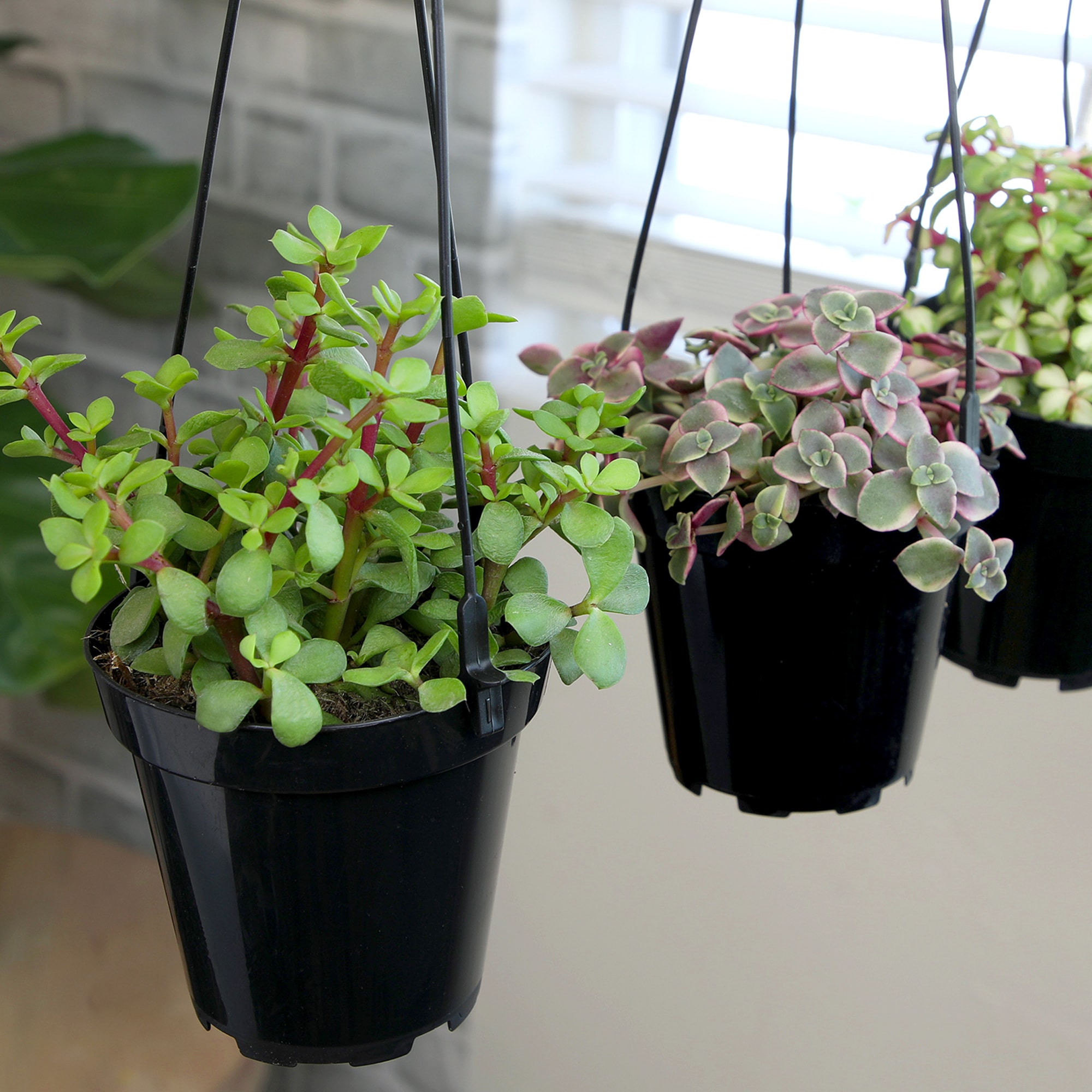 Assorted Hanging Succulent Plants in Black 3.5 Inch Pots