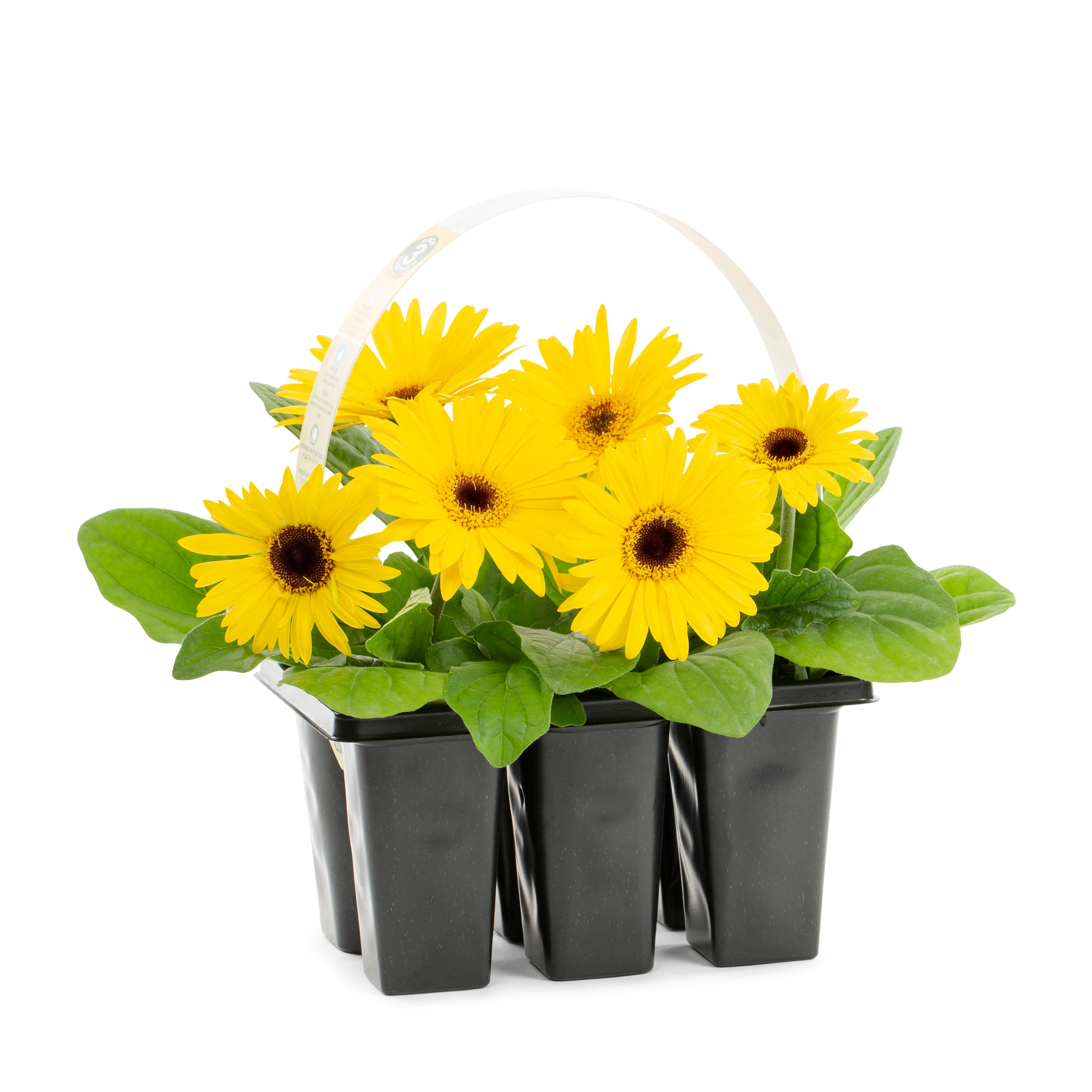 Lowe's NURSERY Multicolor Gerbera Daisy in 6 -Pack Tray