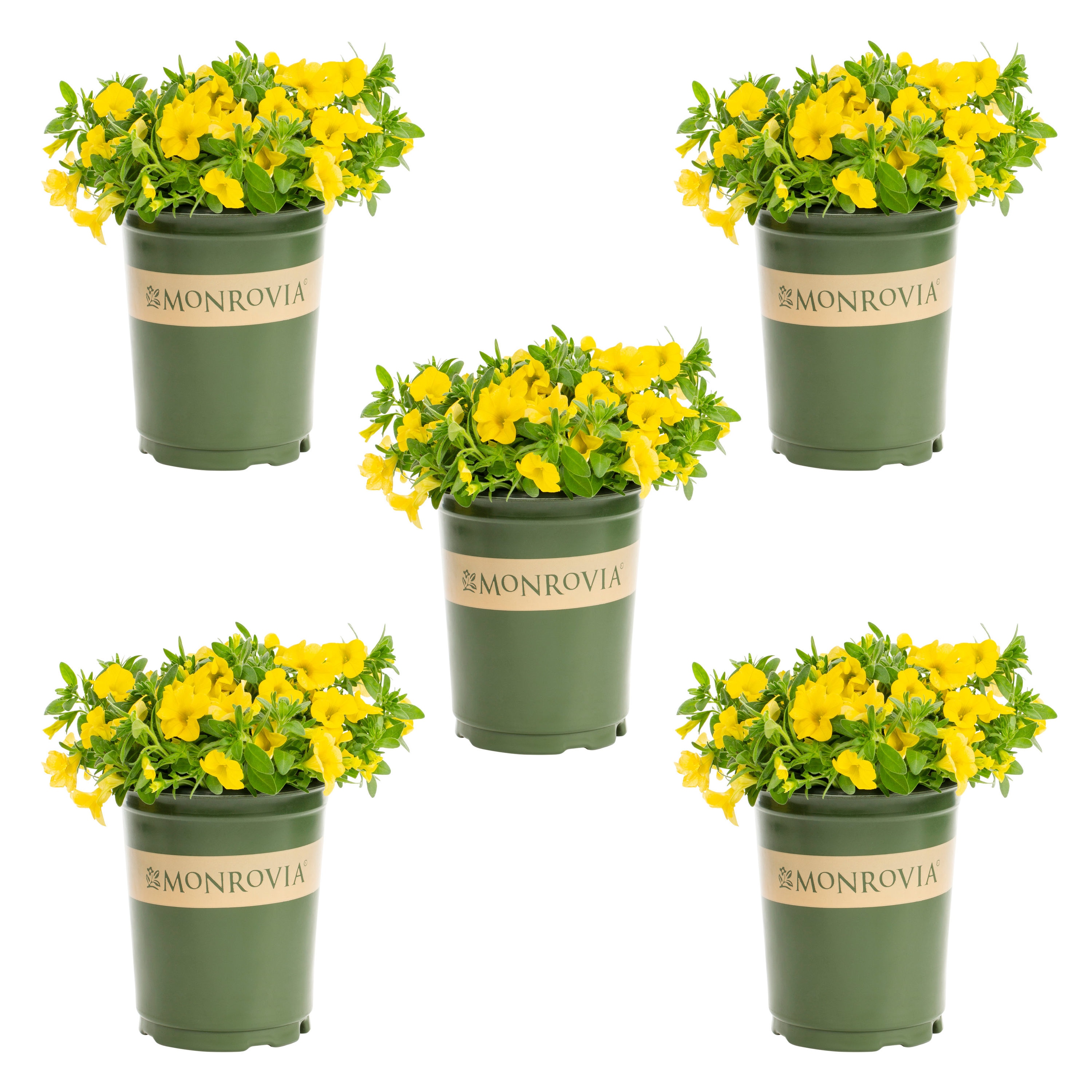 Monrovia 4815 Yellow Calibrachoa in 1.5 Pint Pot 5 -Pack
