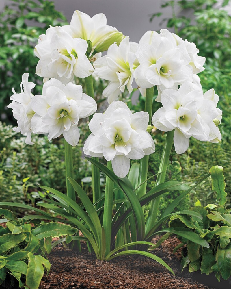 Breck's 3-Pack Alaska Hardy Garden Amaryllis Bulbs in the Plant Bulbs  department at 
