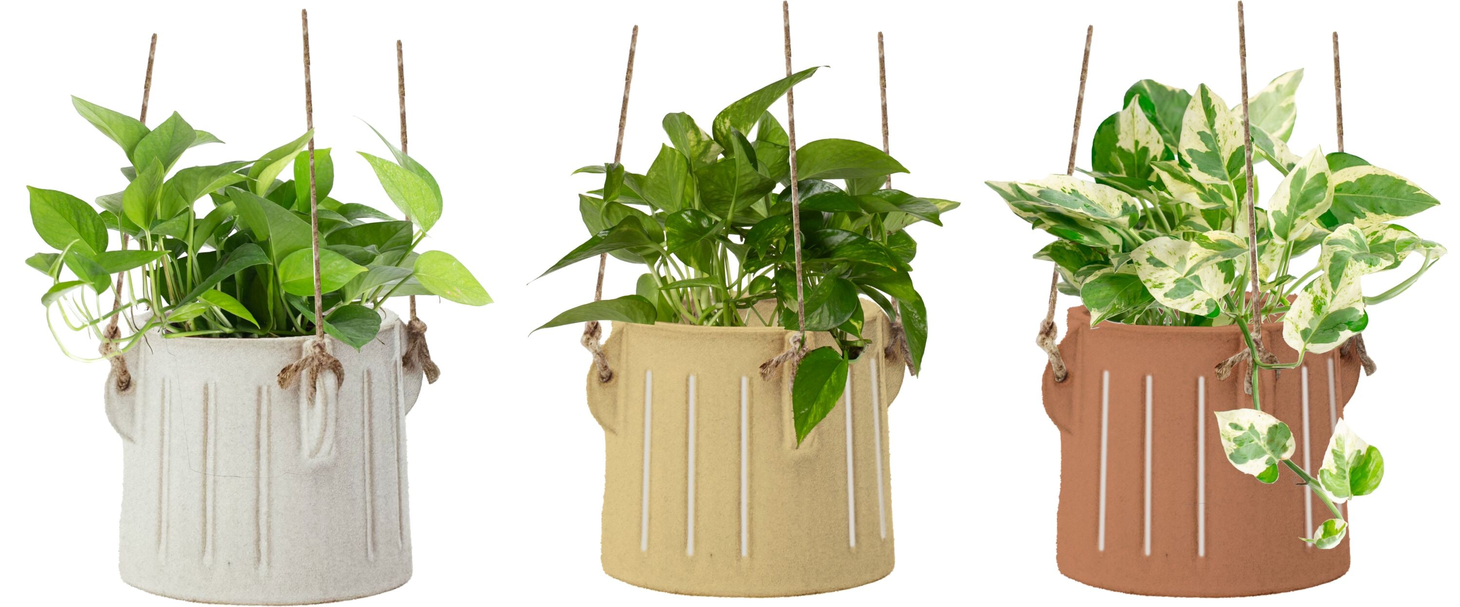LiveTrends ASB07602 AESOP House plant in 12 Ounce(s) Hanging basket 1 -Pack