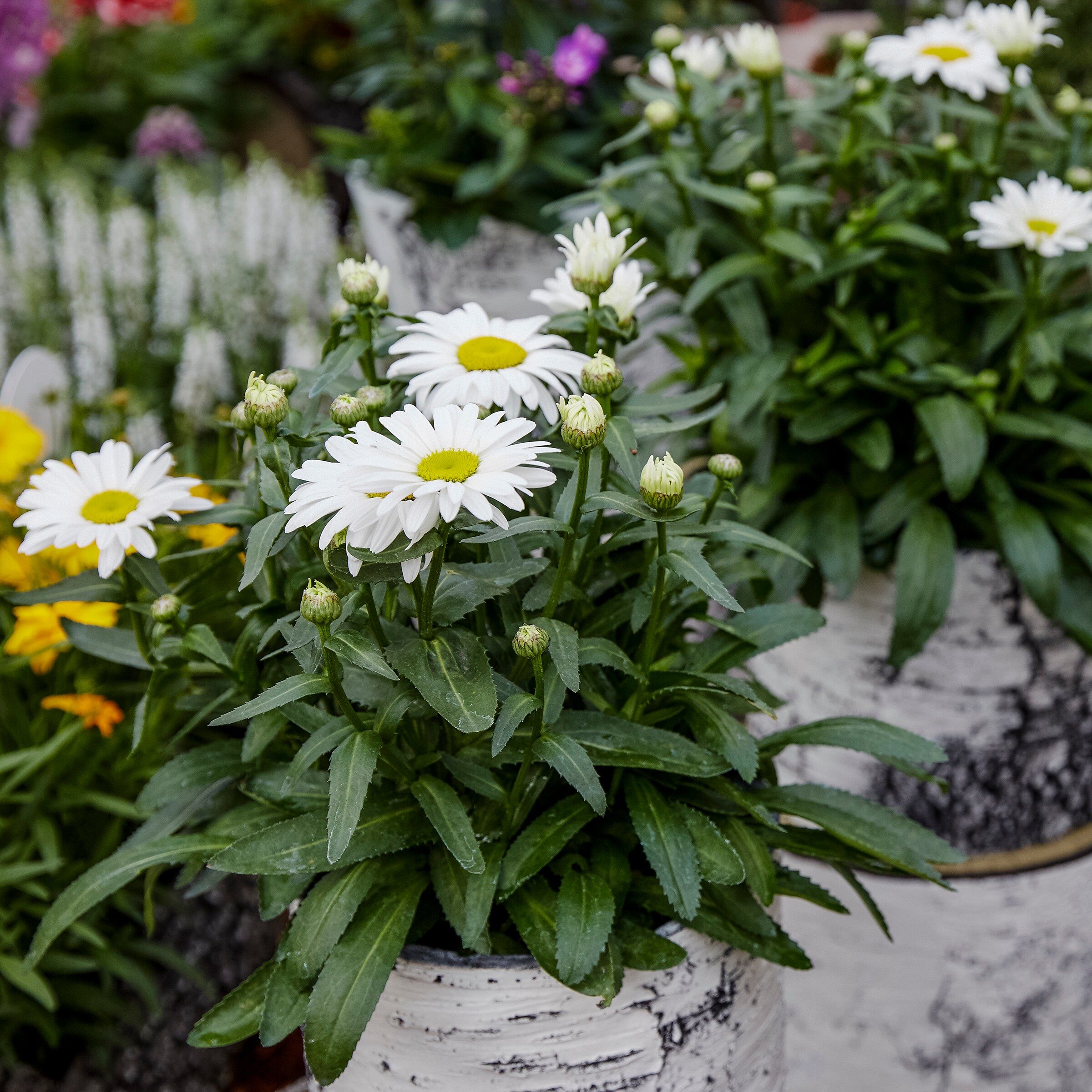 snowcap daisy