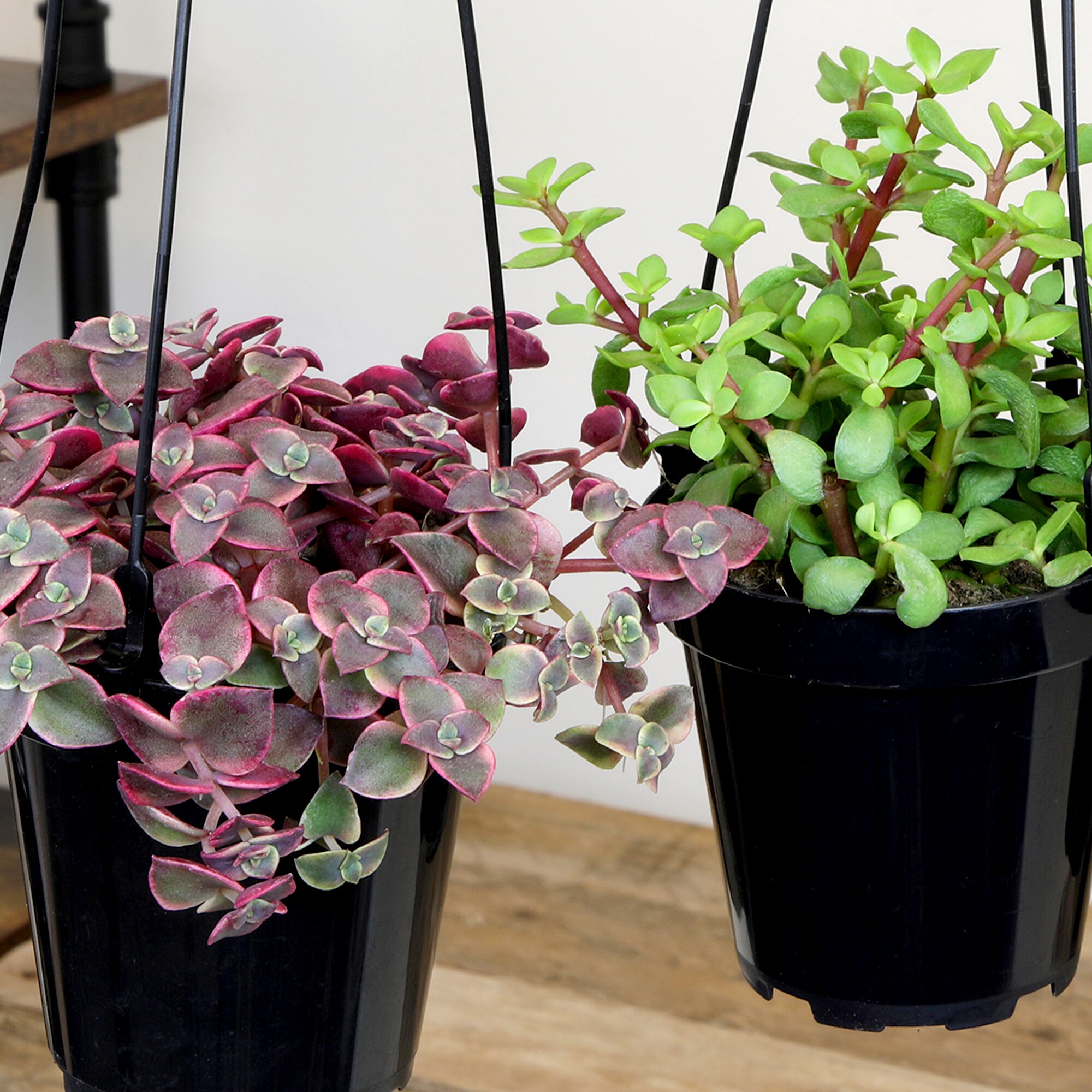 Assorted Hanging Succulent Plants in Black 3.5 Inch Pots
