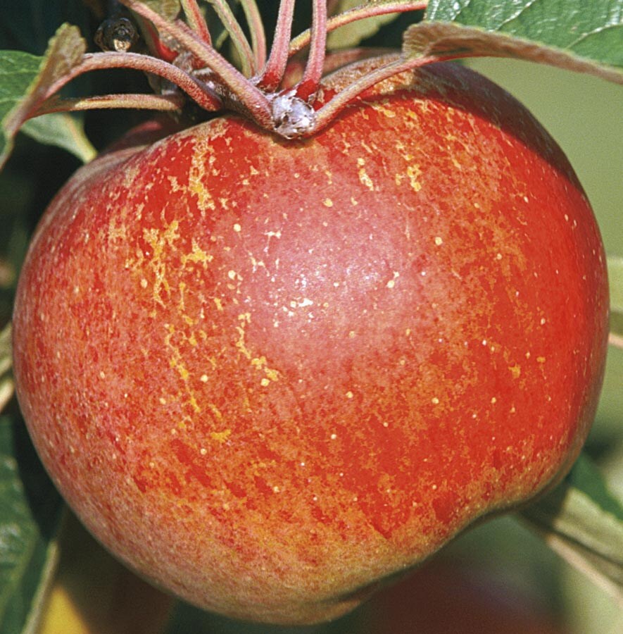  NURSERY Braeburn Semi-dwarf Apple Tree