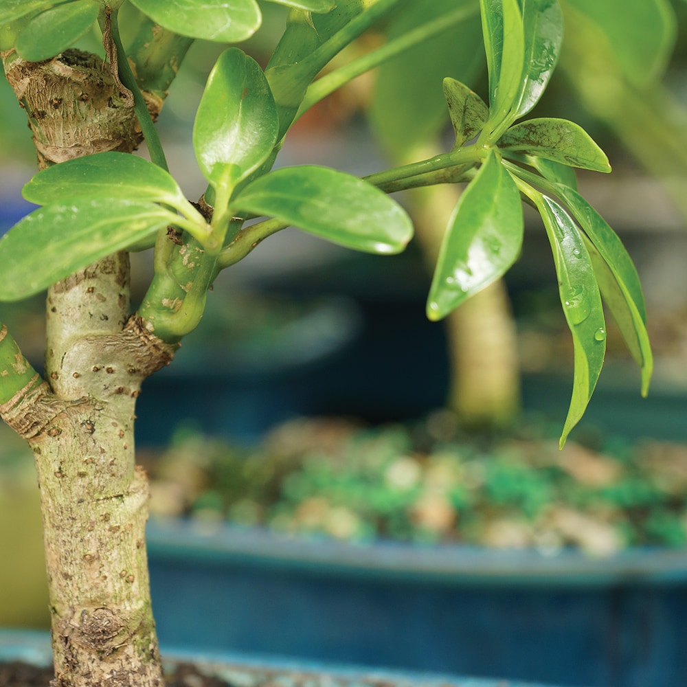 Brussel's Bonsai DT6019ARB trees - View #6