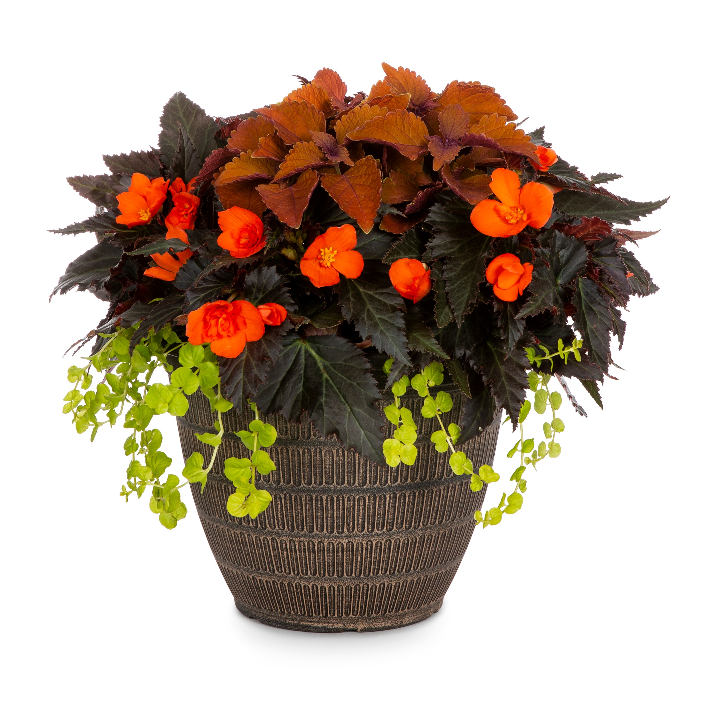 Lowe's 1-6420 Multicolor Mixed Annuals in 2.5-Gallon Planter