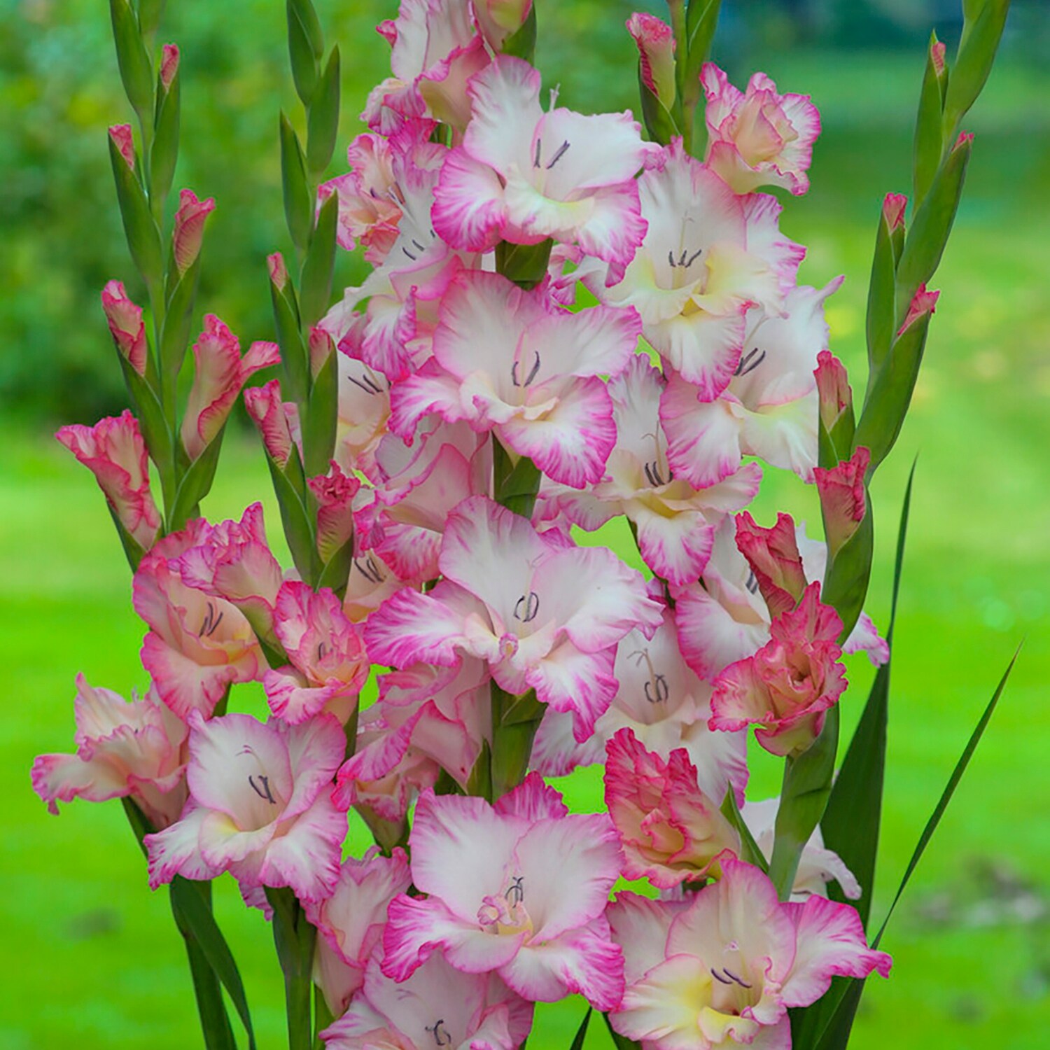 Van Zyverden Multicolor Gladiolus Large Flowering Priscilla Bulbs 12 ...