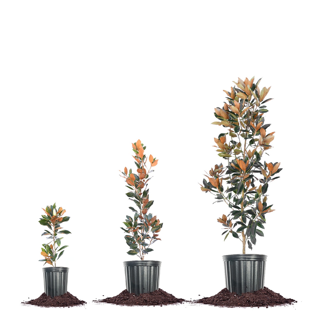 Perfect Plants LOBRACKENBROWN5G trees - View #8