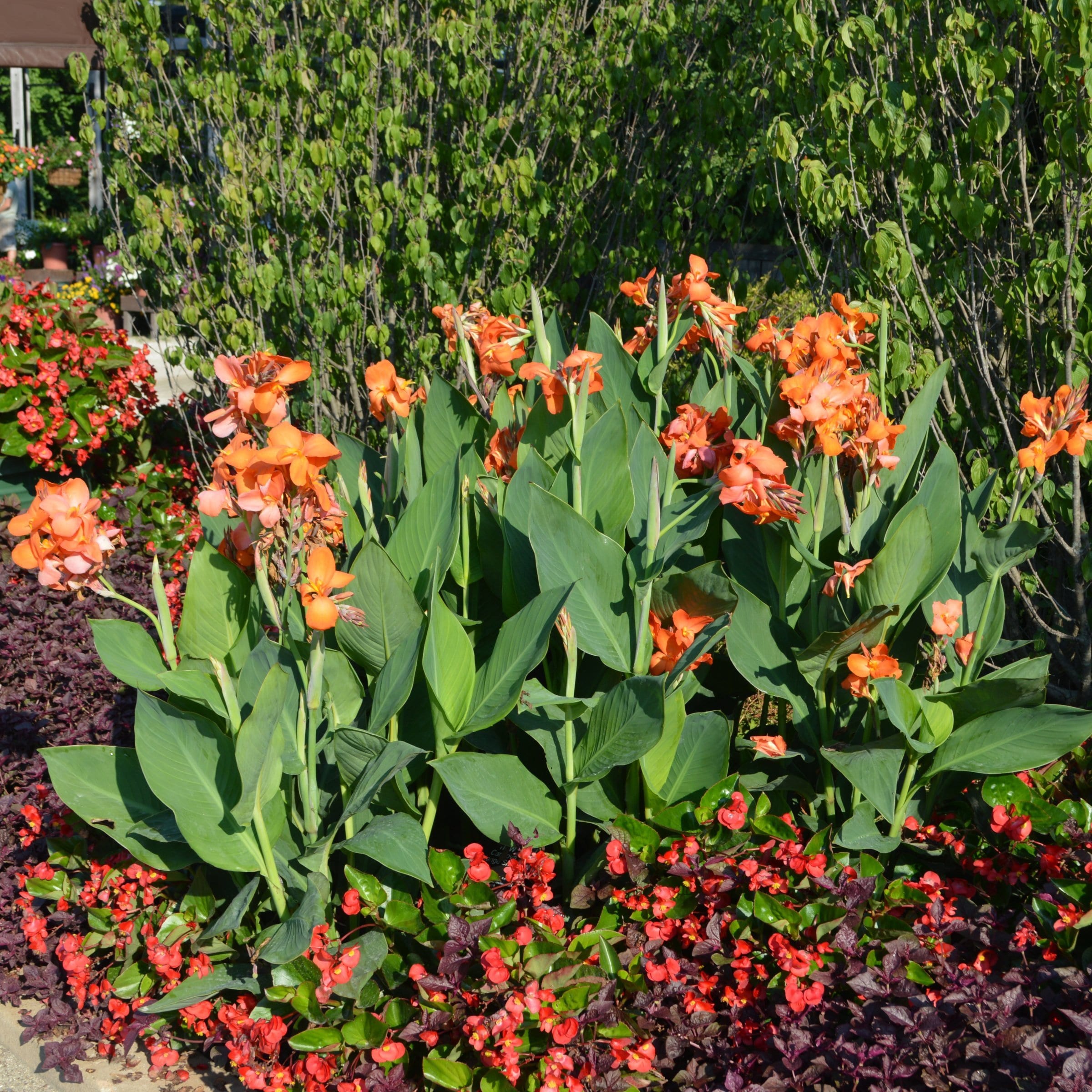 National Plant Network LW1970 perennials - View #4