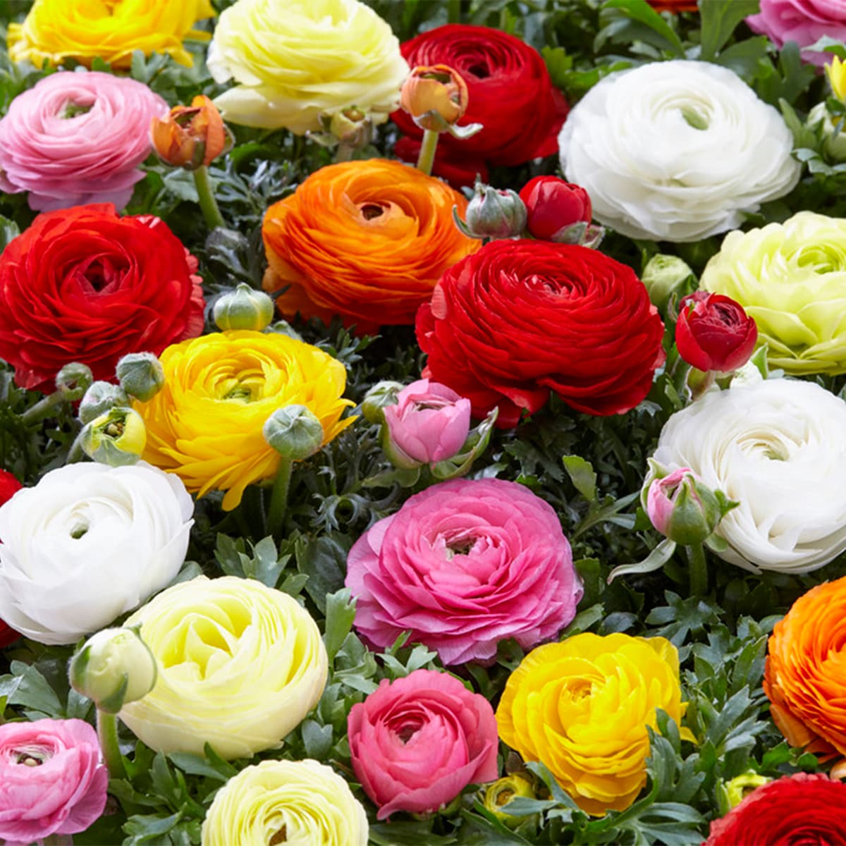 Van Zyverden Multicolor Butter Cups Ranunculus Double Blooming Mixed ...