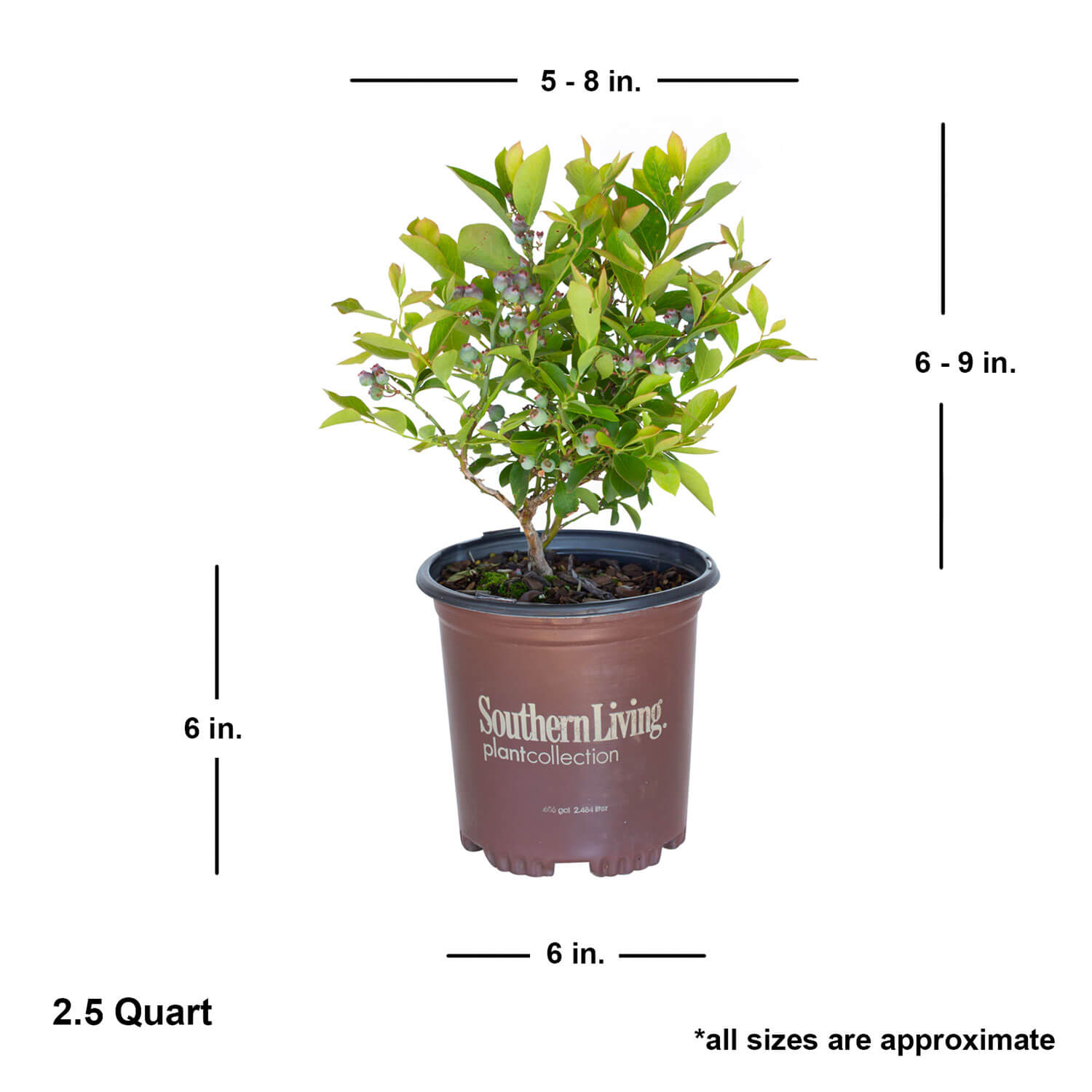 Southern Living Plant Collection 2 -Quart Takes the Cake Blueberry ...