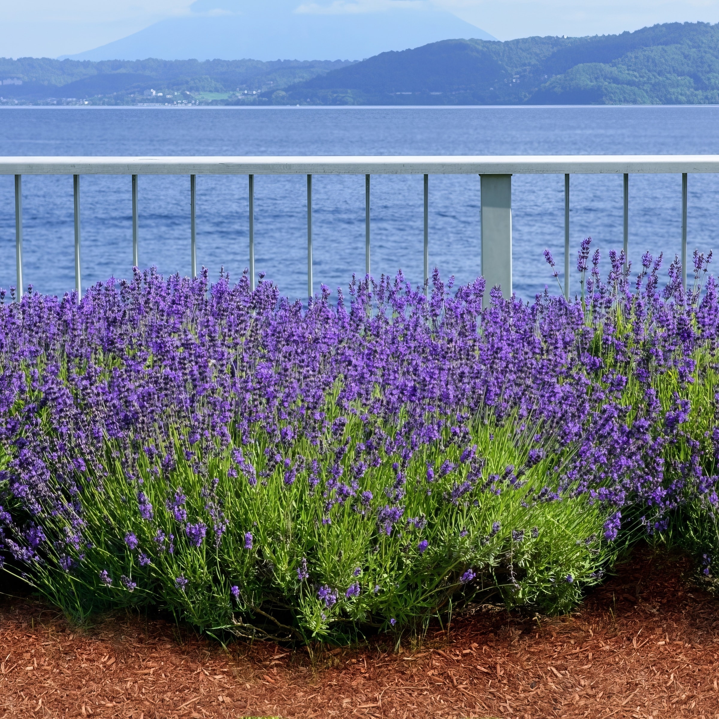 National Plant Network LW1722 perennials - View #5
