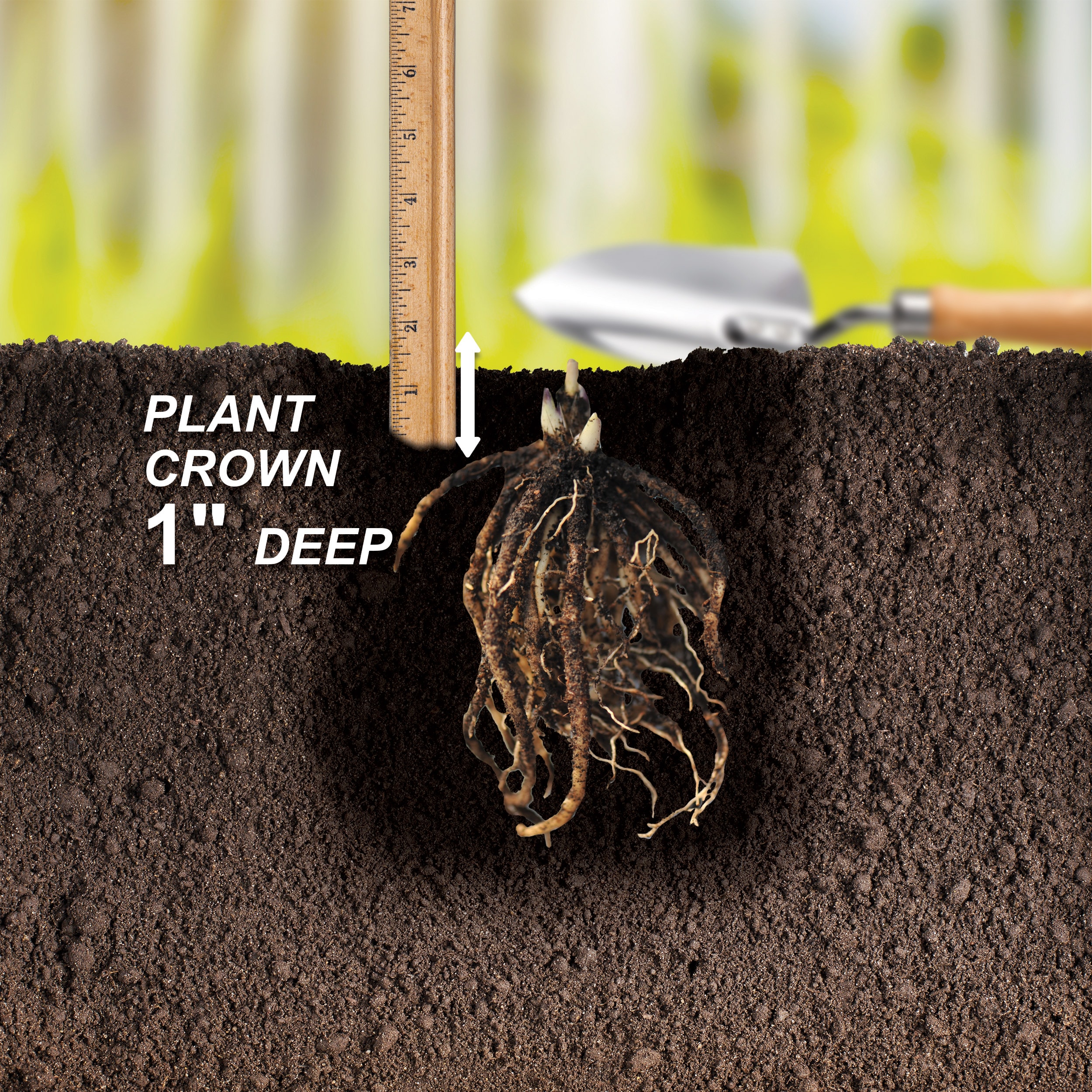 Garden State Bulb ECS-77-03-01 Plant-Bulbs - View #4