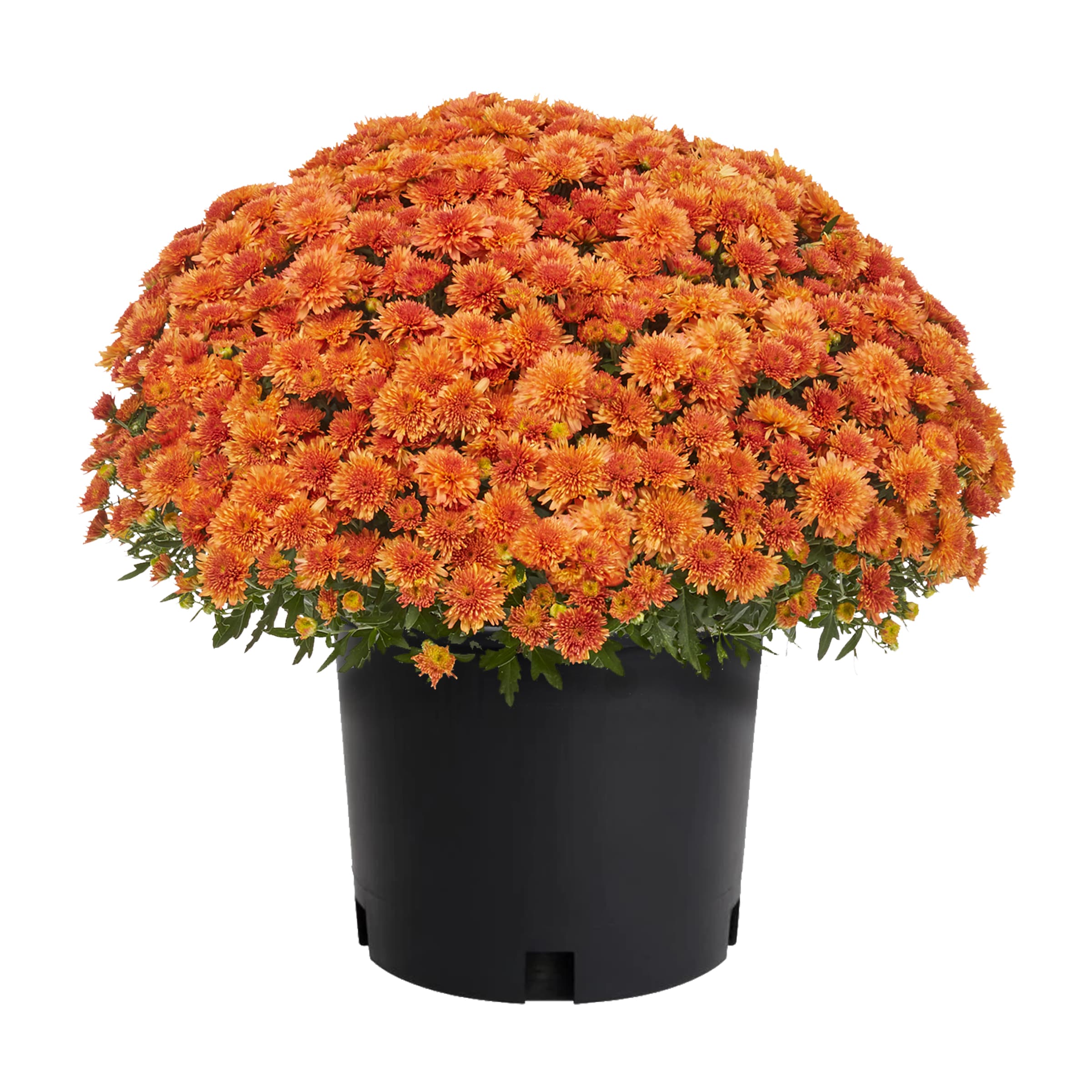 Lowe's 4057268 Red Mum in 1.5 Gallon(s) Pot 1 -Pack