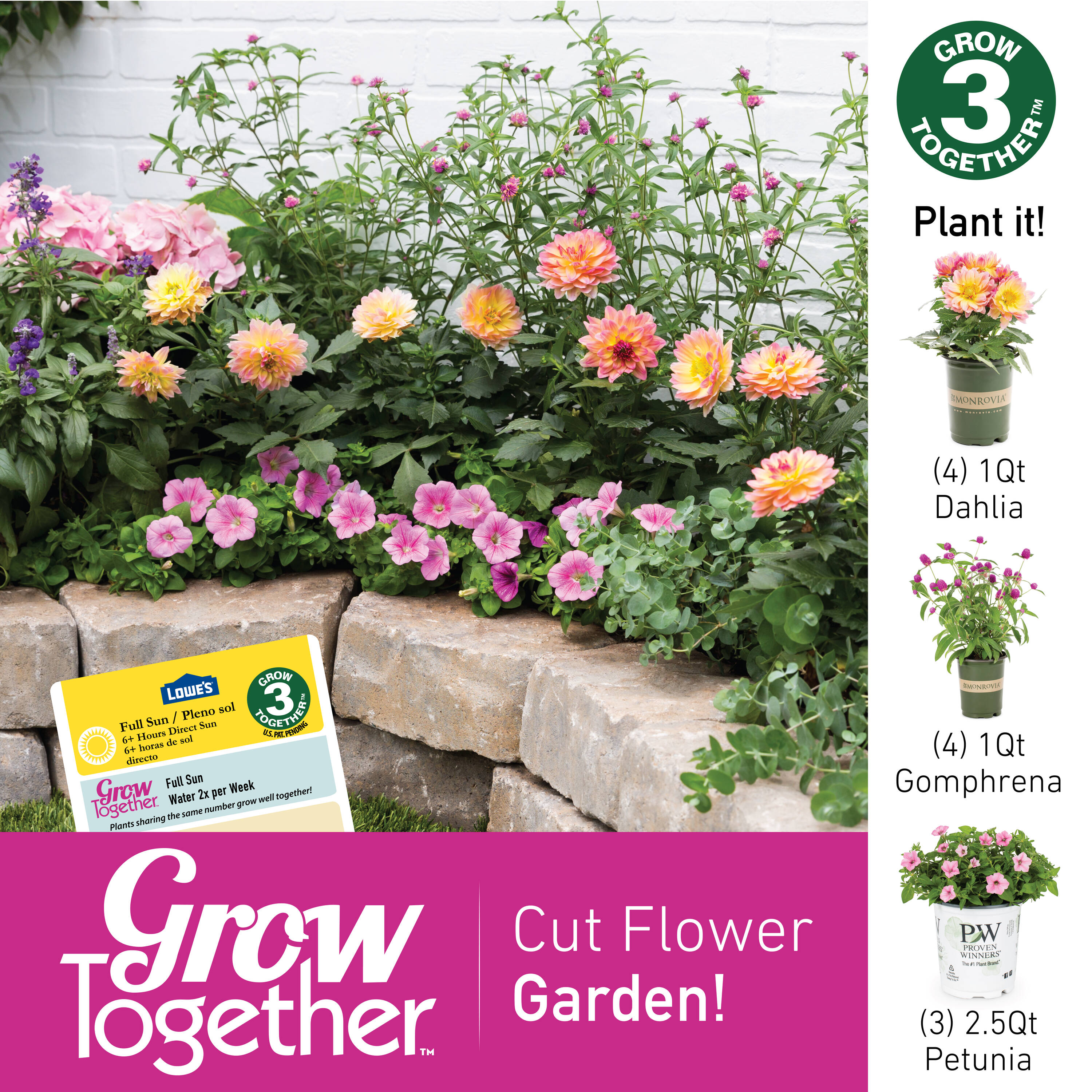 Monrovia 4699 annuals - View #4