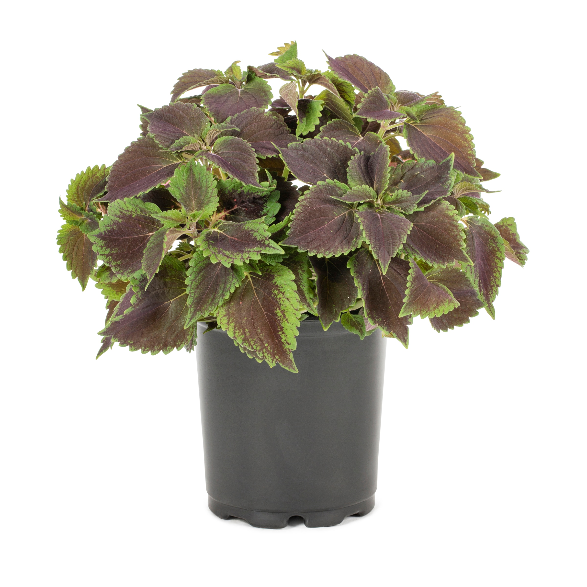 Lowe's NURSERY Extrusions