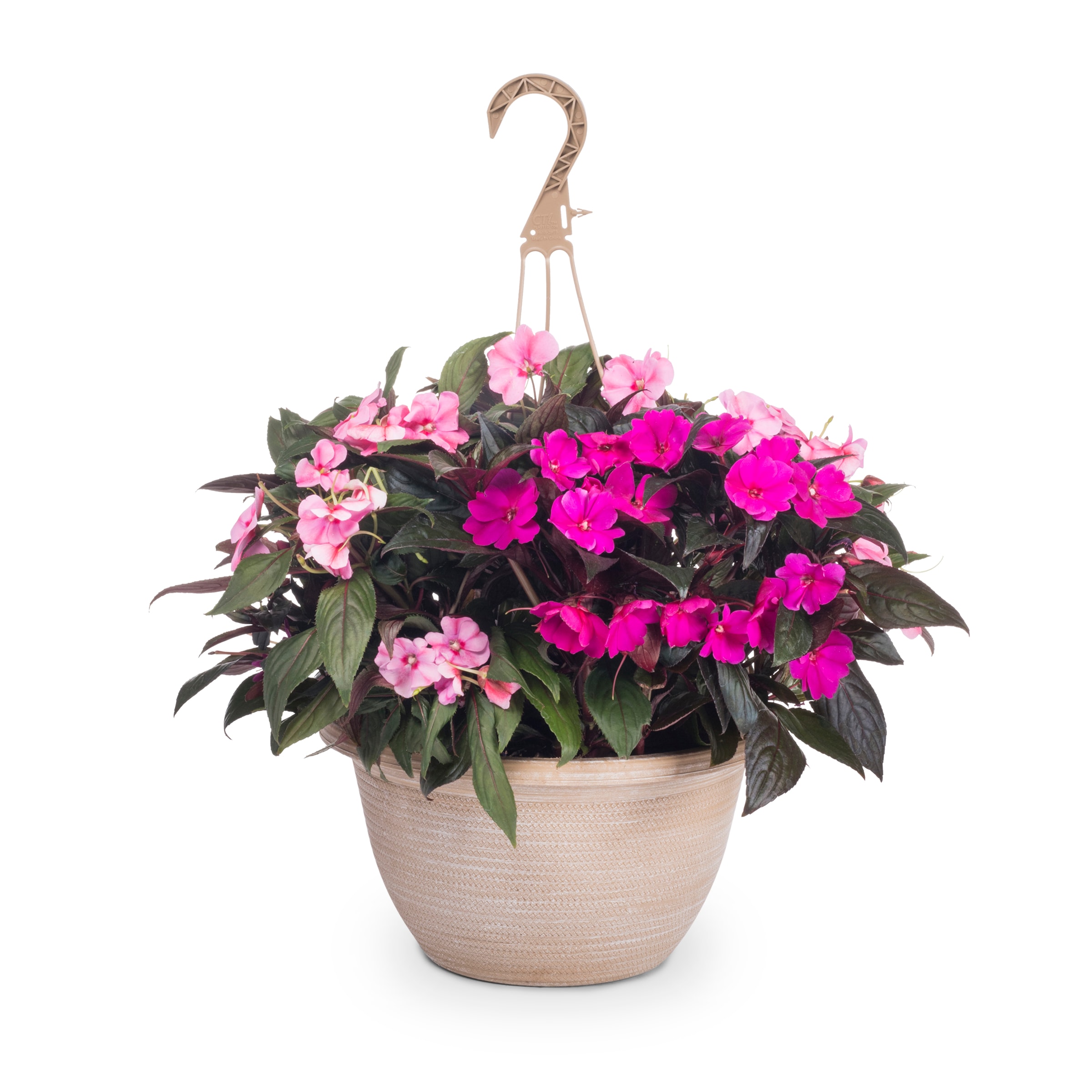 Lowe's 664532 annuals - View #4