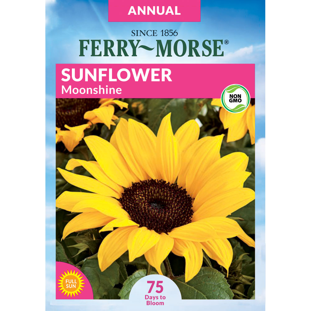 Ferry Morse Sunflower Moonshine Flower Seeds 082 Gram At