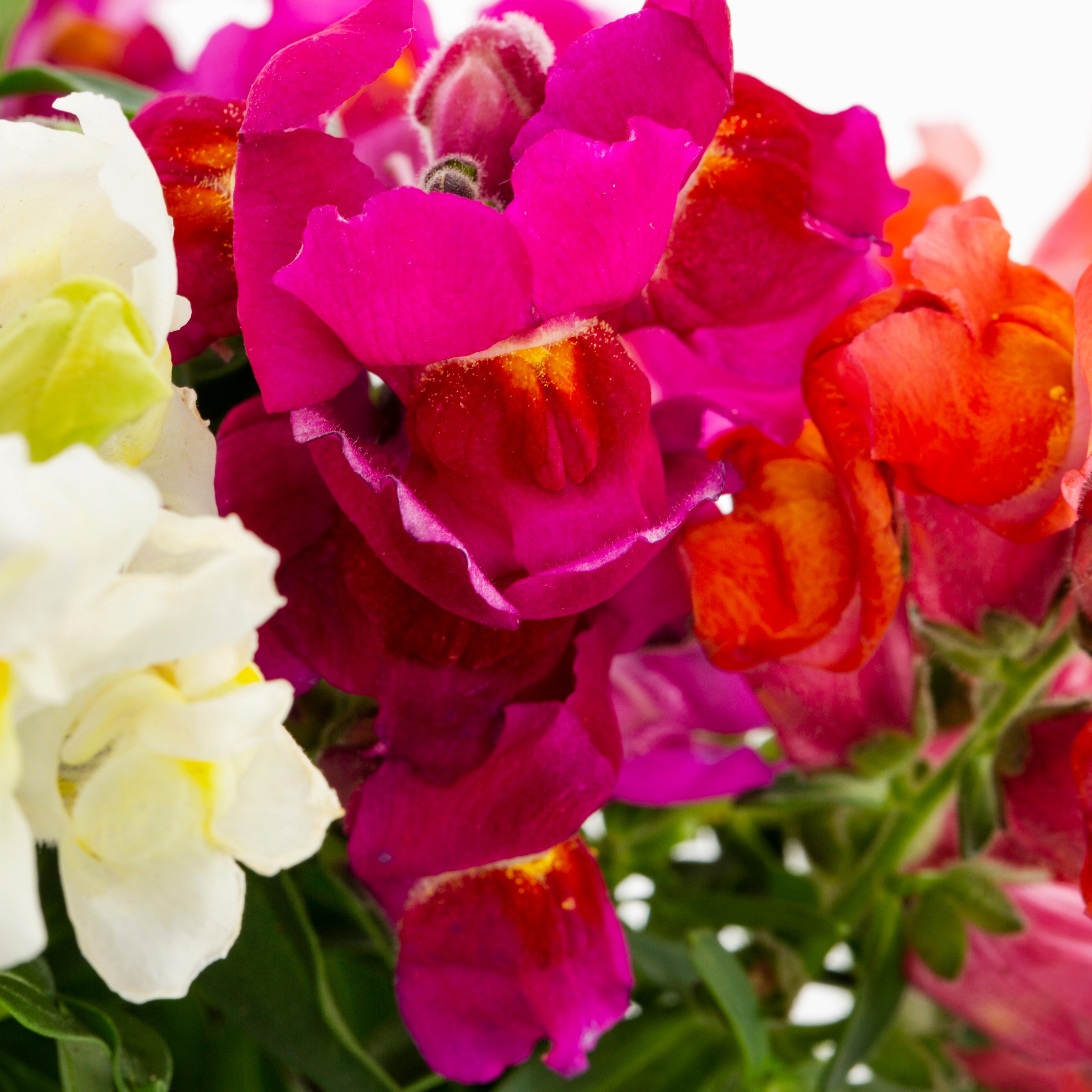 Lowe's NURSERY annuals - View #2