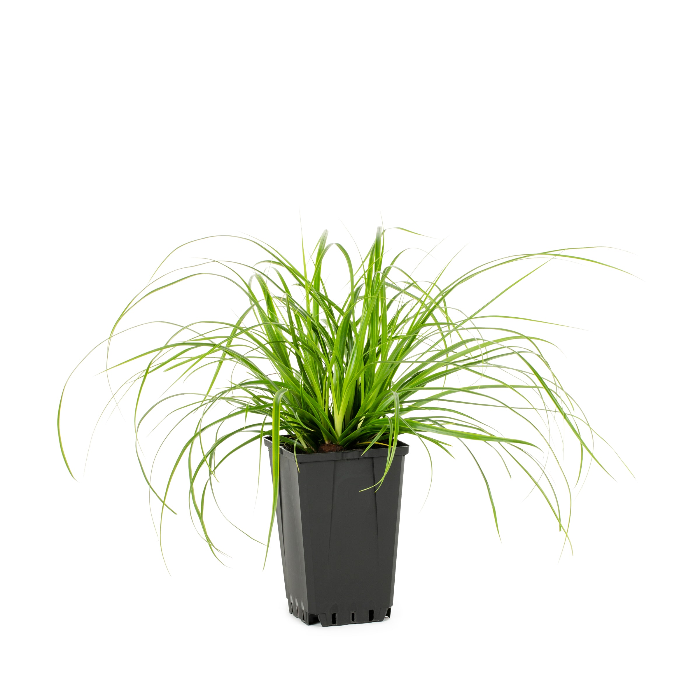 Lowe's 1-Quart Sedge Carex Grass in Pot in the Ornamental Grasses ...