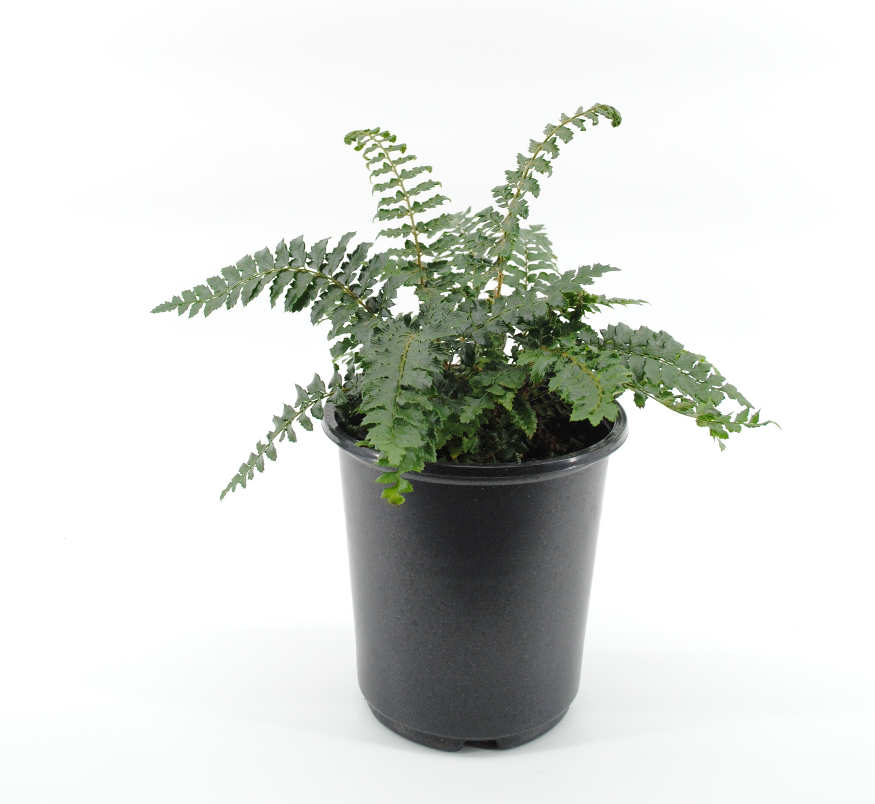 Japanese Tassel Fern Plant Pot in the Perennials department at Lowes.com