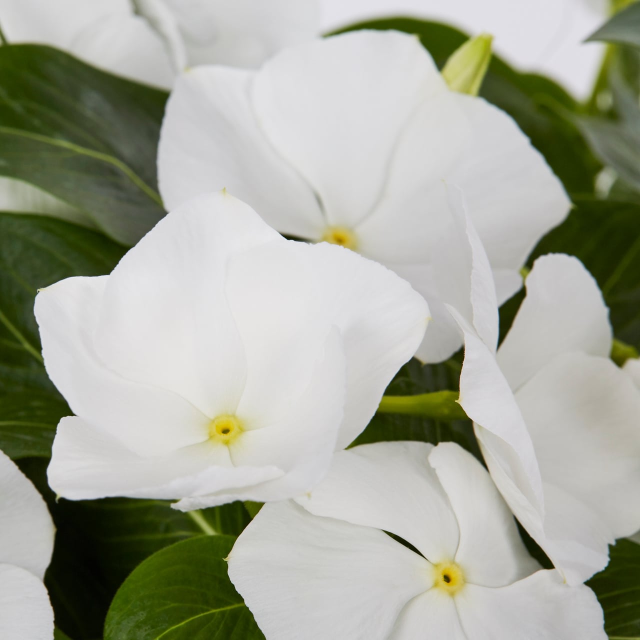 Metrolina Greenhouses 5035 annuals - View #2