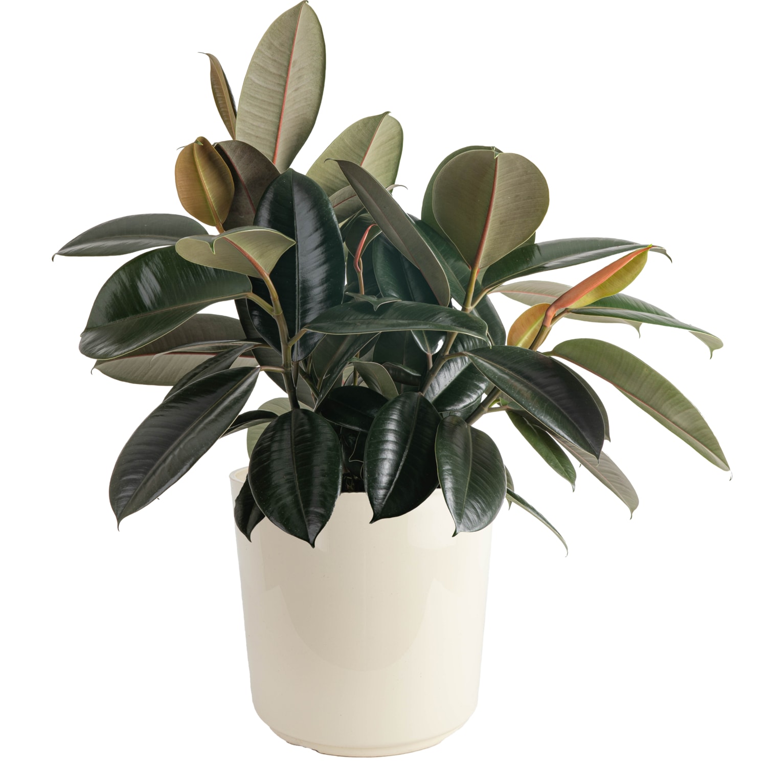 Costa Farms L-BRP-S-NSP-01-LW Burgundy Rubber Plant House plant in 10 Inch(es) Planter 1 -Pack