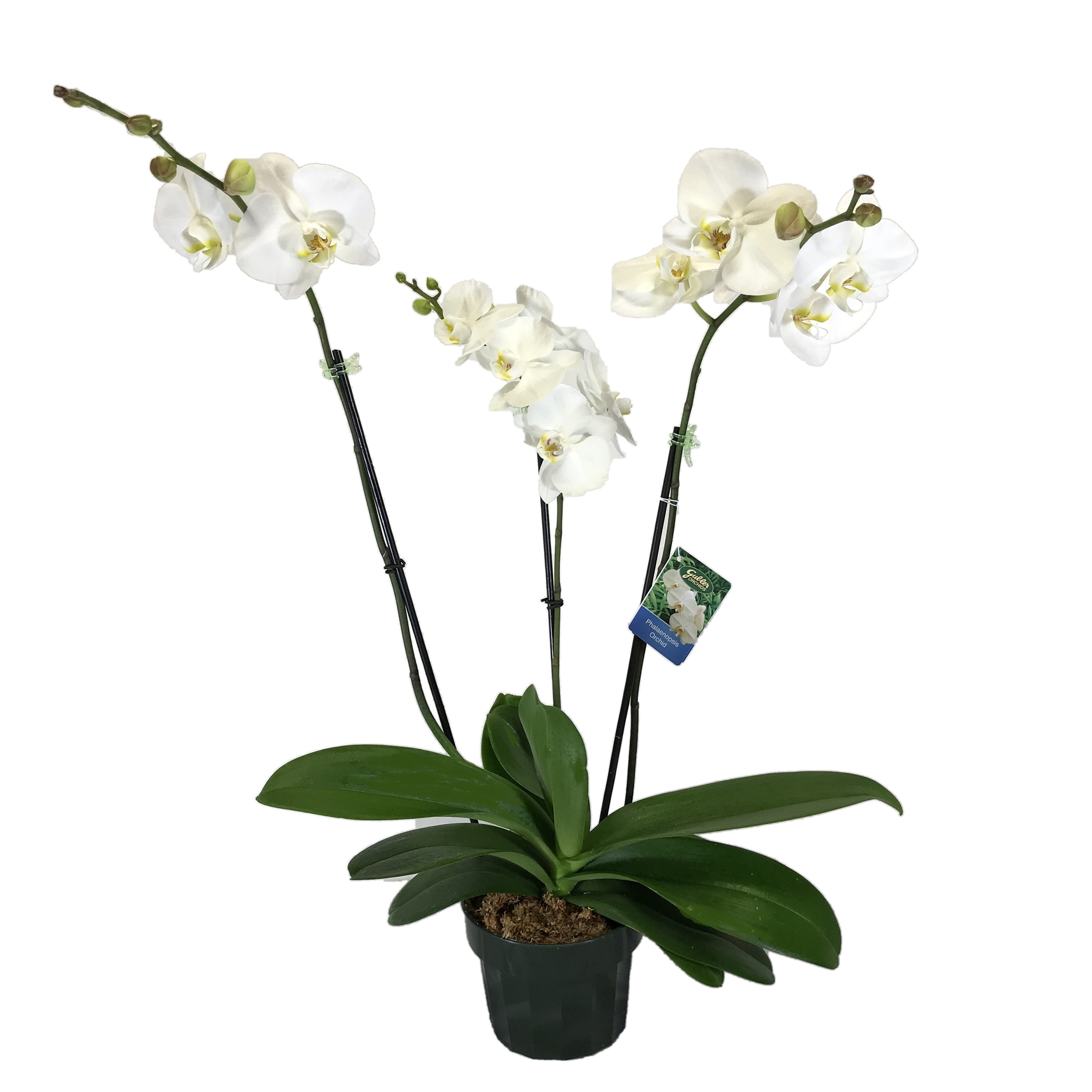 Gubler MSO Mixed Phalaenopsis House plant in 1 Quart(s) Pot 1.0 -Pack