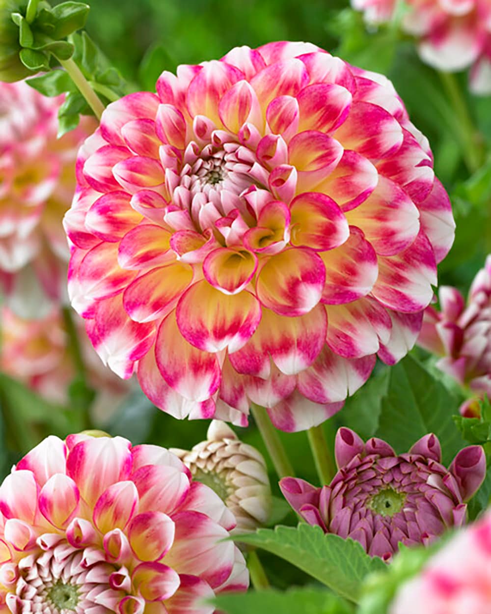 Garden State Bulb 07964 DAHLIA HAWAII 2-PK PBS