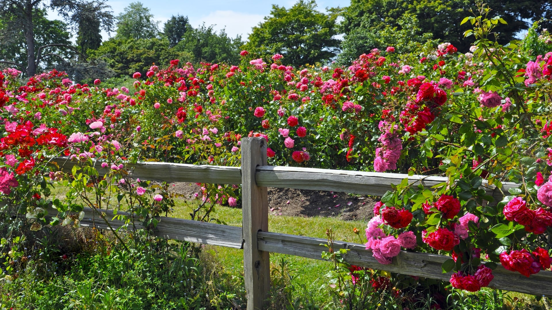 National Plant Network LW1588 roses - View #3