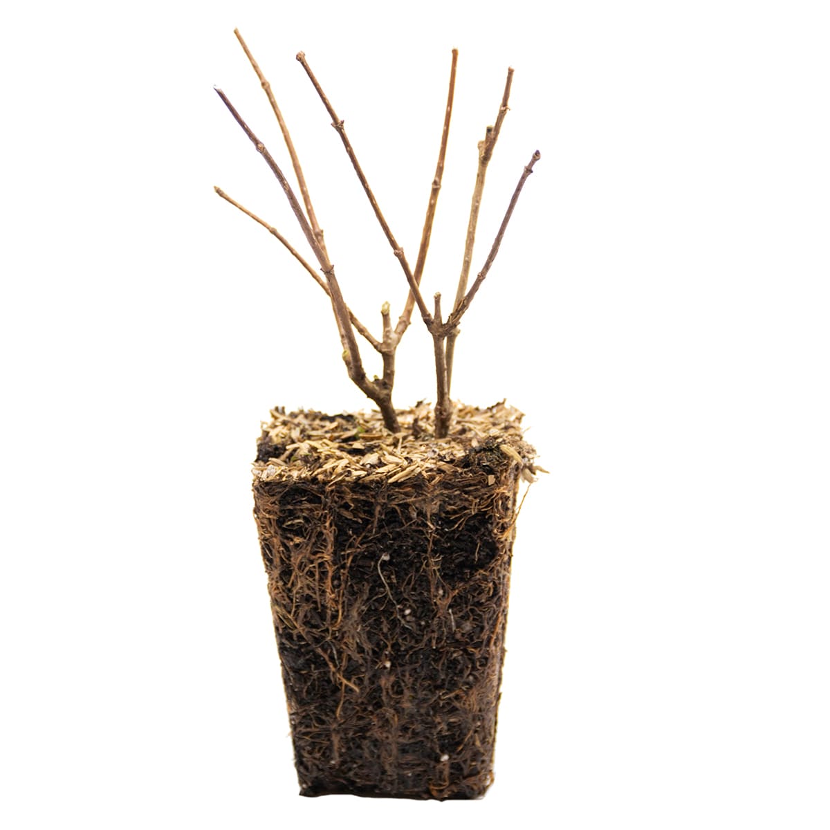 Van Zyverden 82911 Plant-Bulbs - View #5