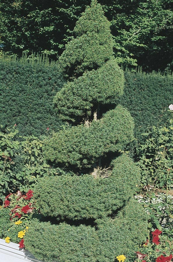  NURSERY 2.25-Gallon Feature Tree Spiral Dwarf Alberta Spruce In Pot (With Soil)