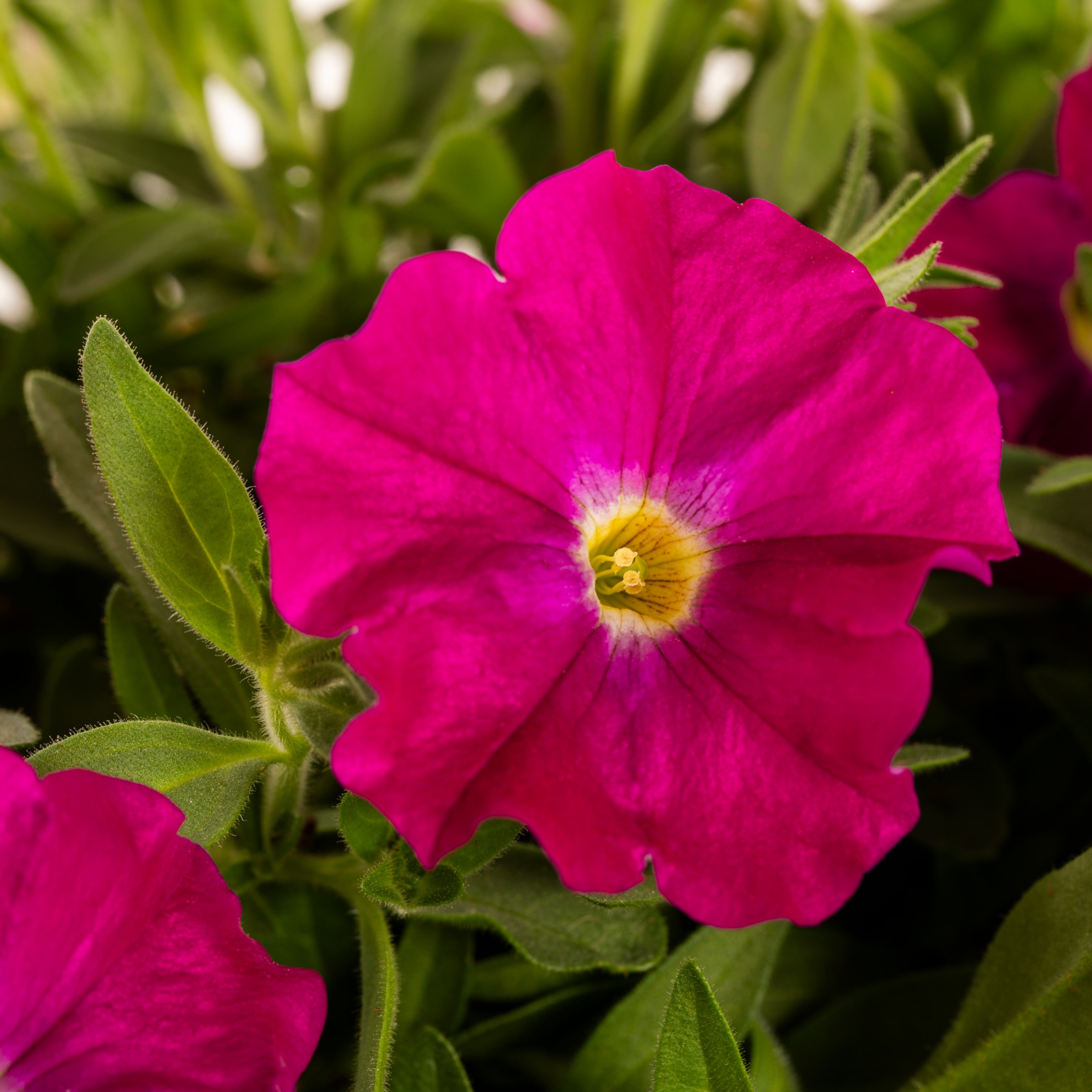 Lowe's 2510920 annuals - View #4