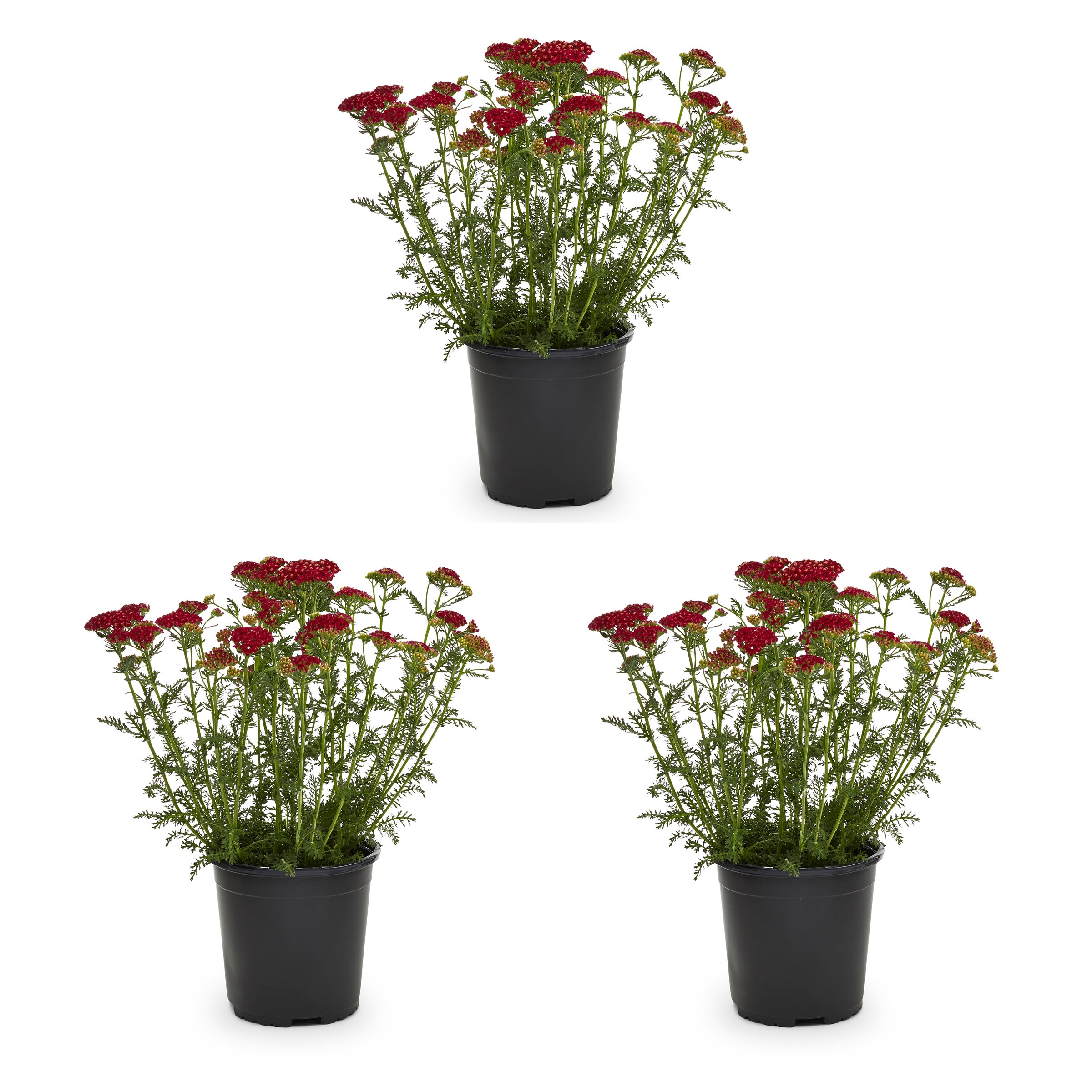 Metrolina Greenhouses 78596 Red Yarrow Plant in 2 -Quart Pot 2.5 -Pack