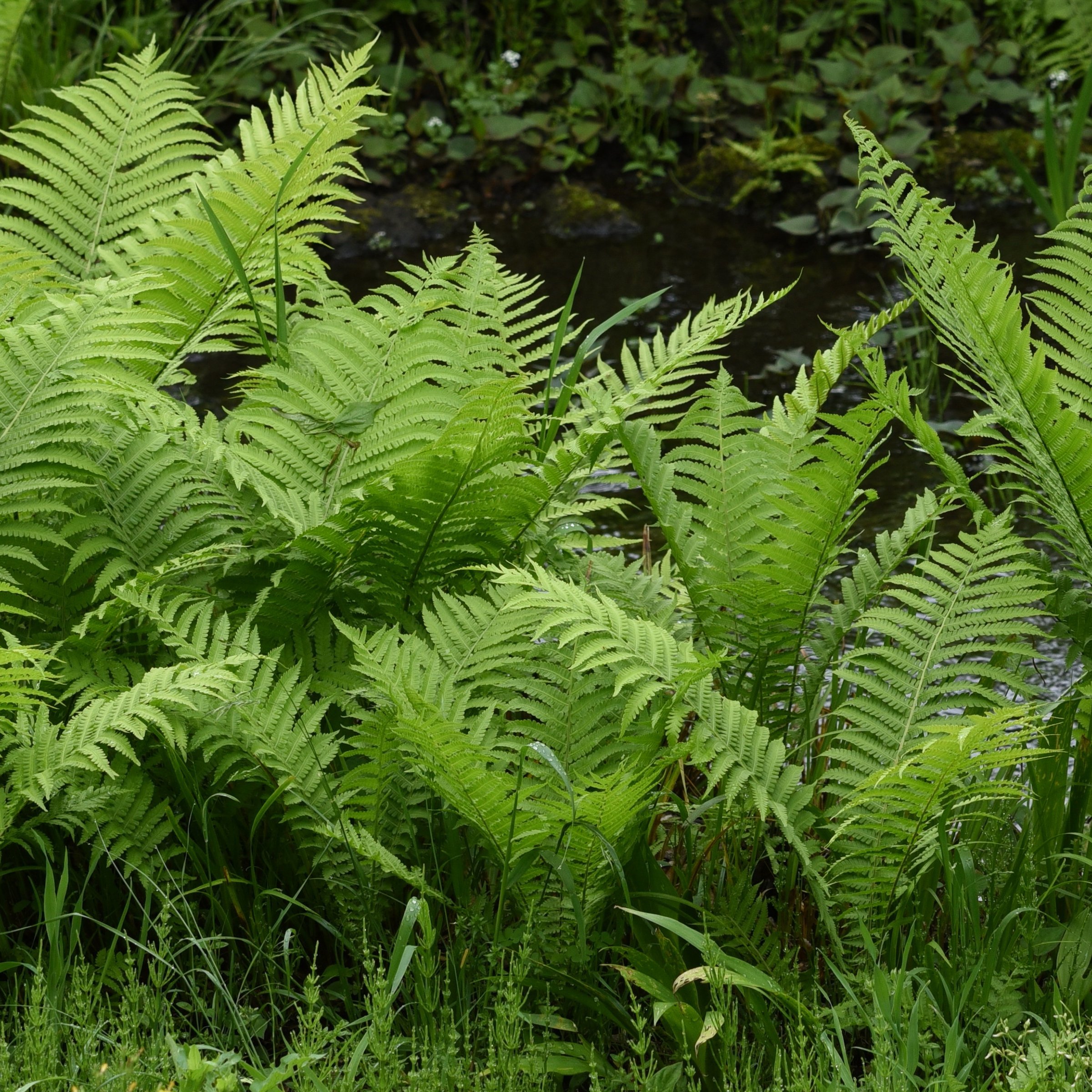 National Plant Network LW2238 perennials - View #9