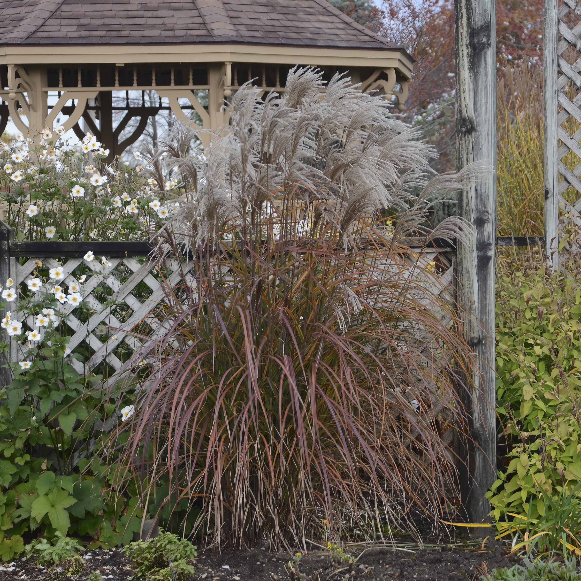 National Plant Network LW1741 perennials - View #3