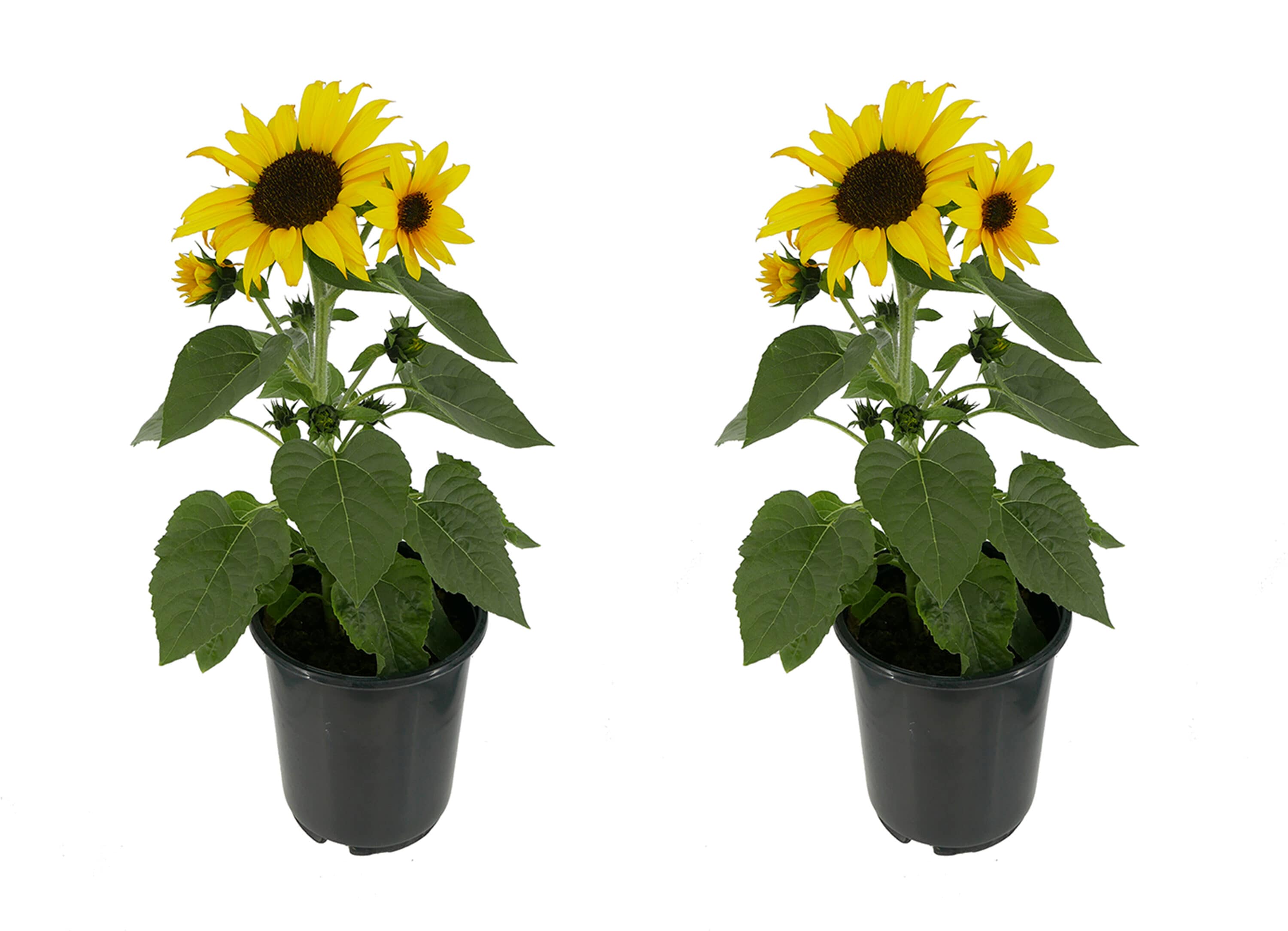  1519 Yellow Sunfinity Sunflower in 1 Gallon(s) Pot 2 -Pack