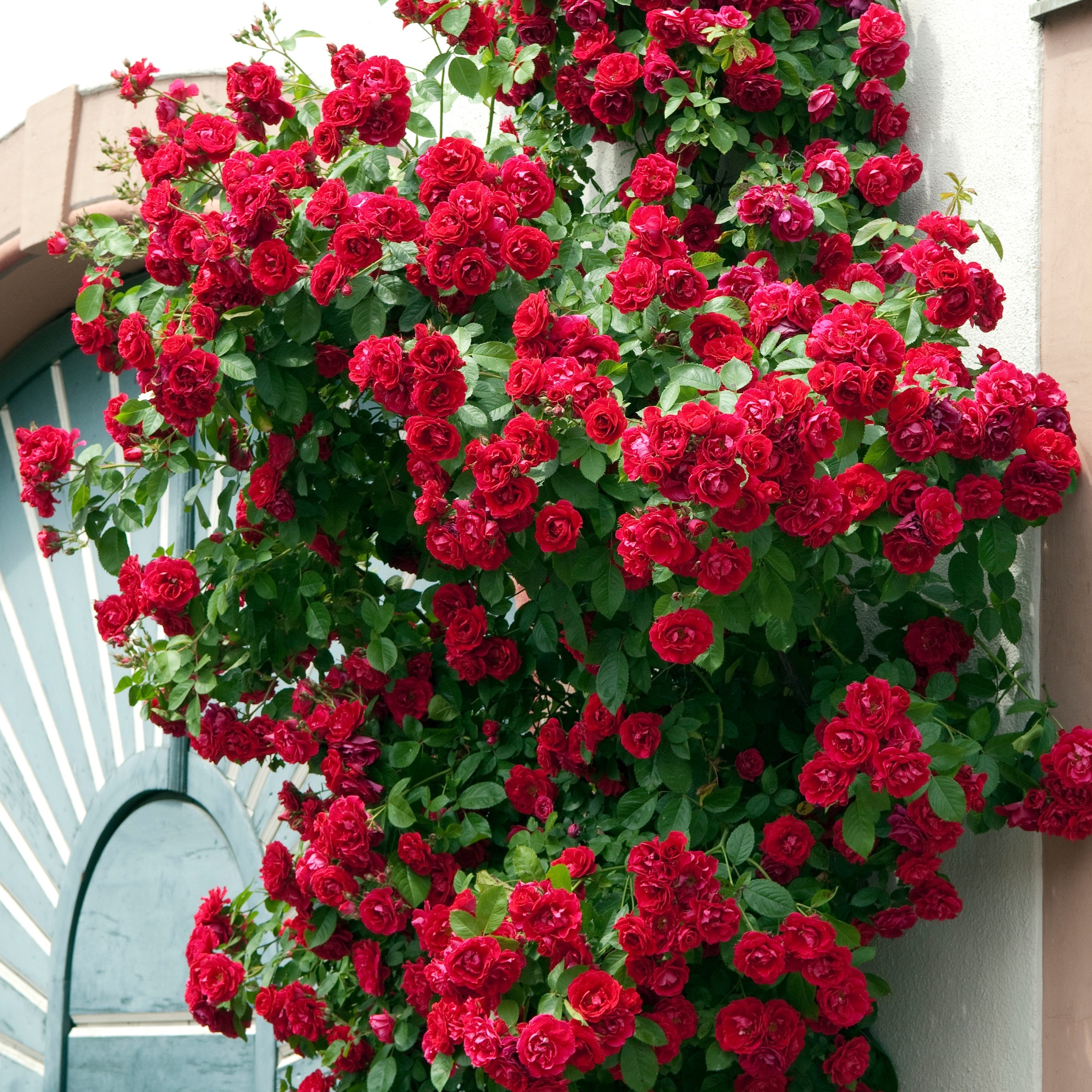 National Plant Network LW1429 roses - View #2