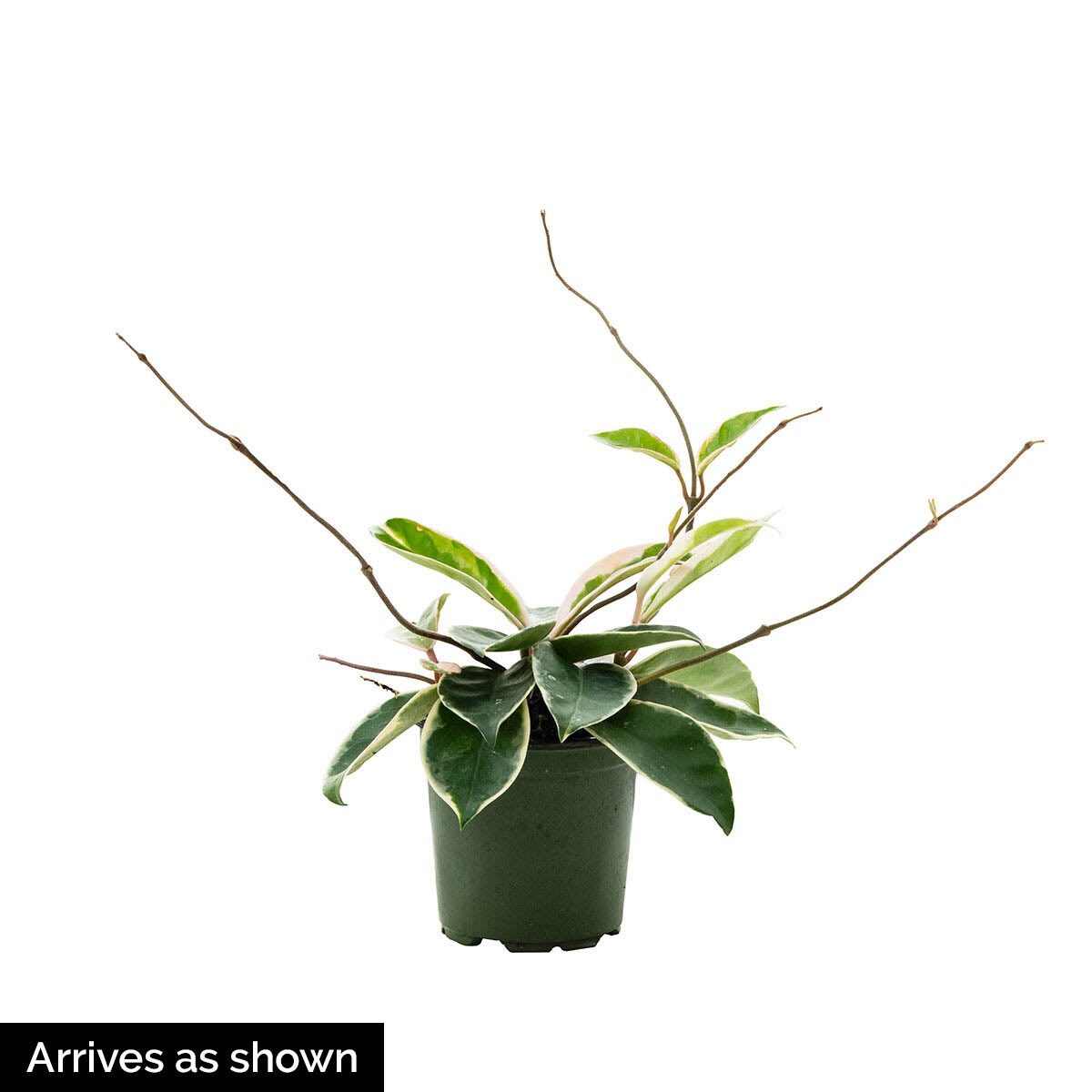 Spring Hill Nurseries 75292 Variegated Hoya Tropical Houseplant House Plant in 4-in Pot
