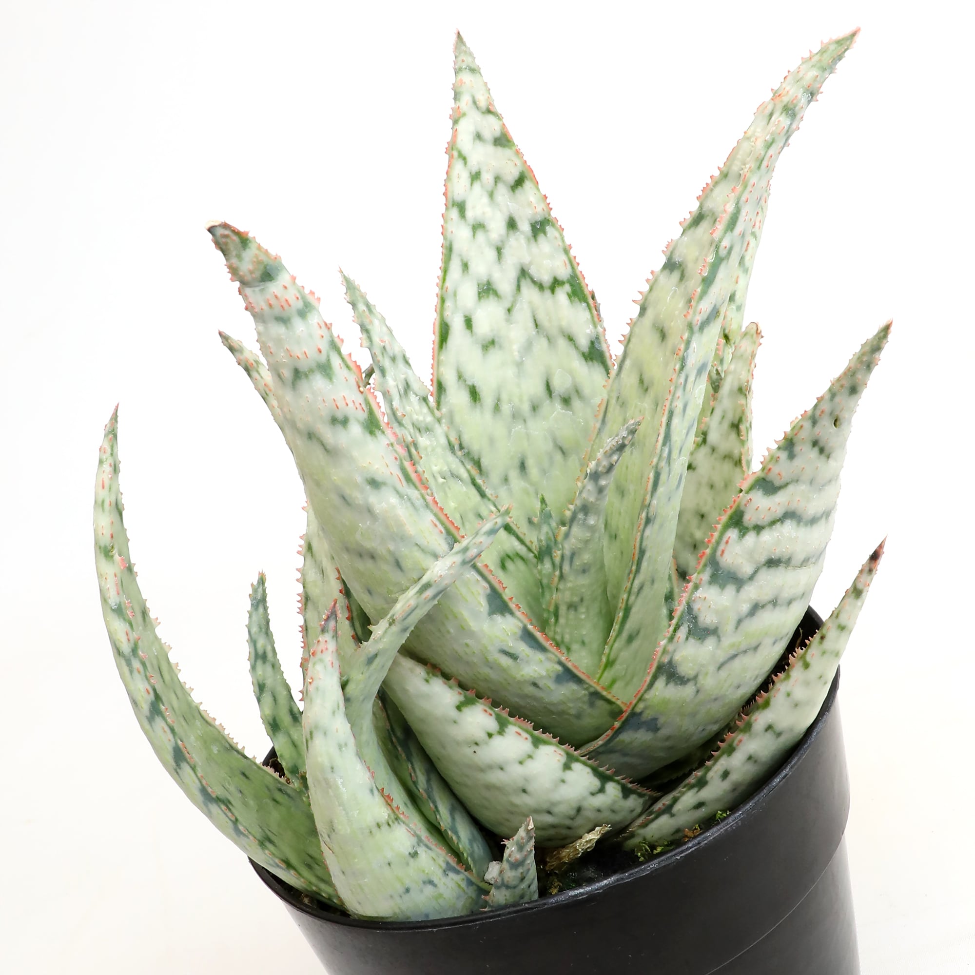 Altman Plants 0873213 Cacti-Succulents - View #2