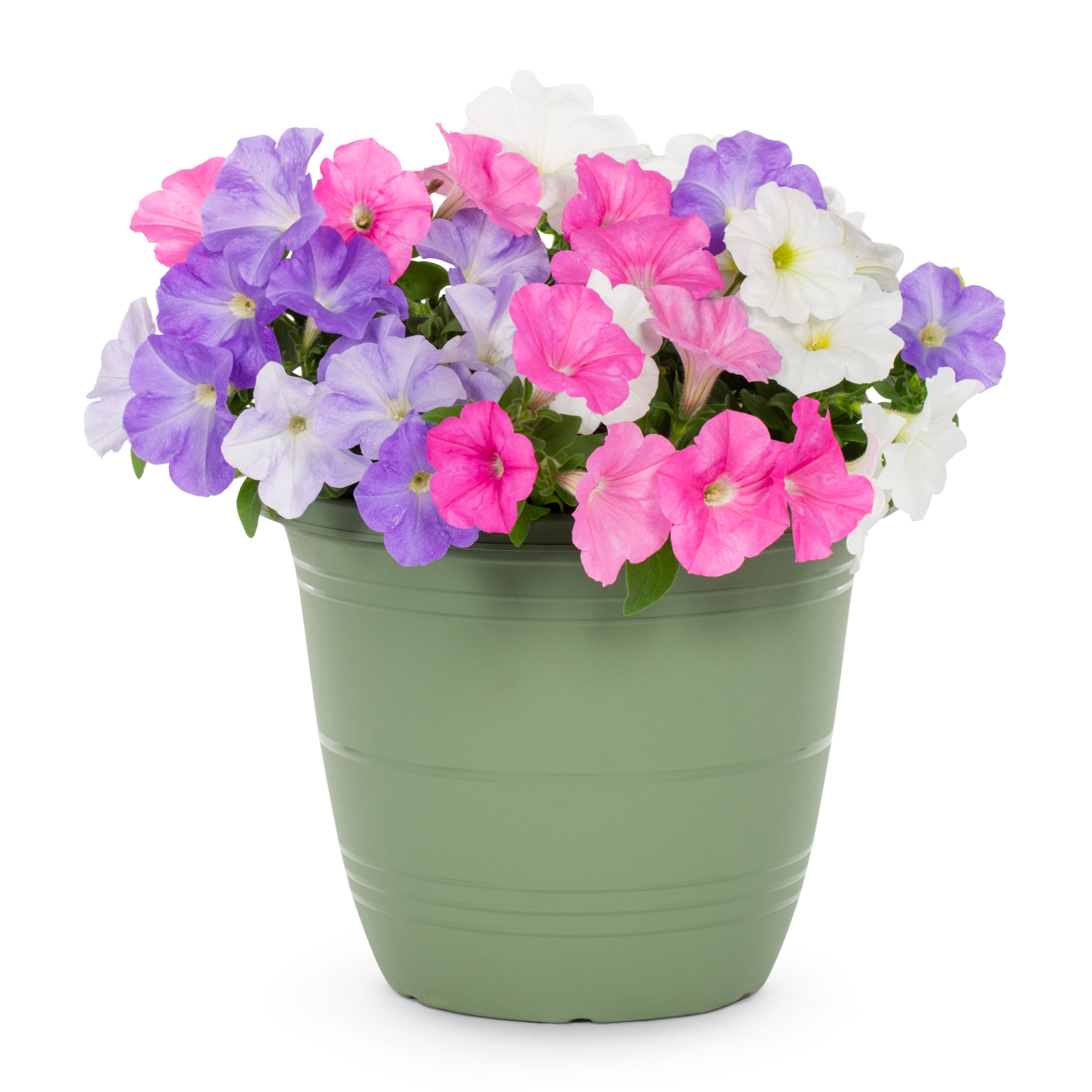 Lowe's NURSERY Multicolor Petunia in 1.75 Gallon(s) Planter 1 -Pack