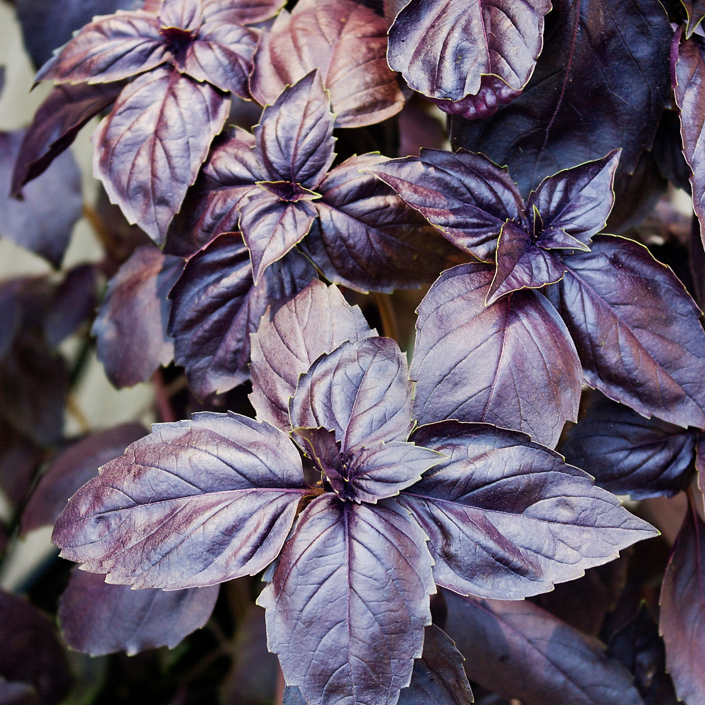 Bonnie Plants 202008 Herb-Plants - View #3