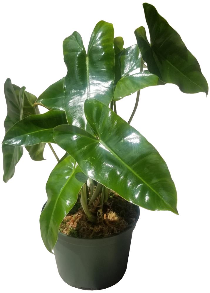 Burle Marx Philodendron House Plant in 6-in Pot