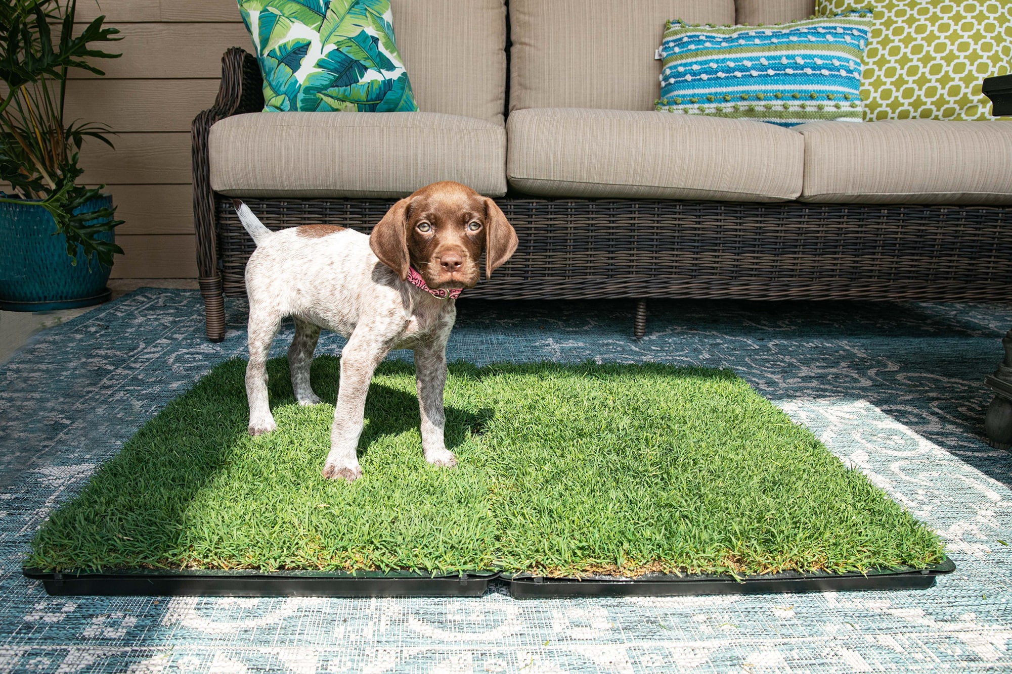 Gotta Go Grass 5.32-sq ft Natural Bermuda Sod Piece DSGGG2T at Lowes.com