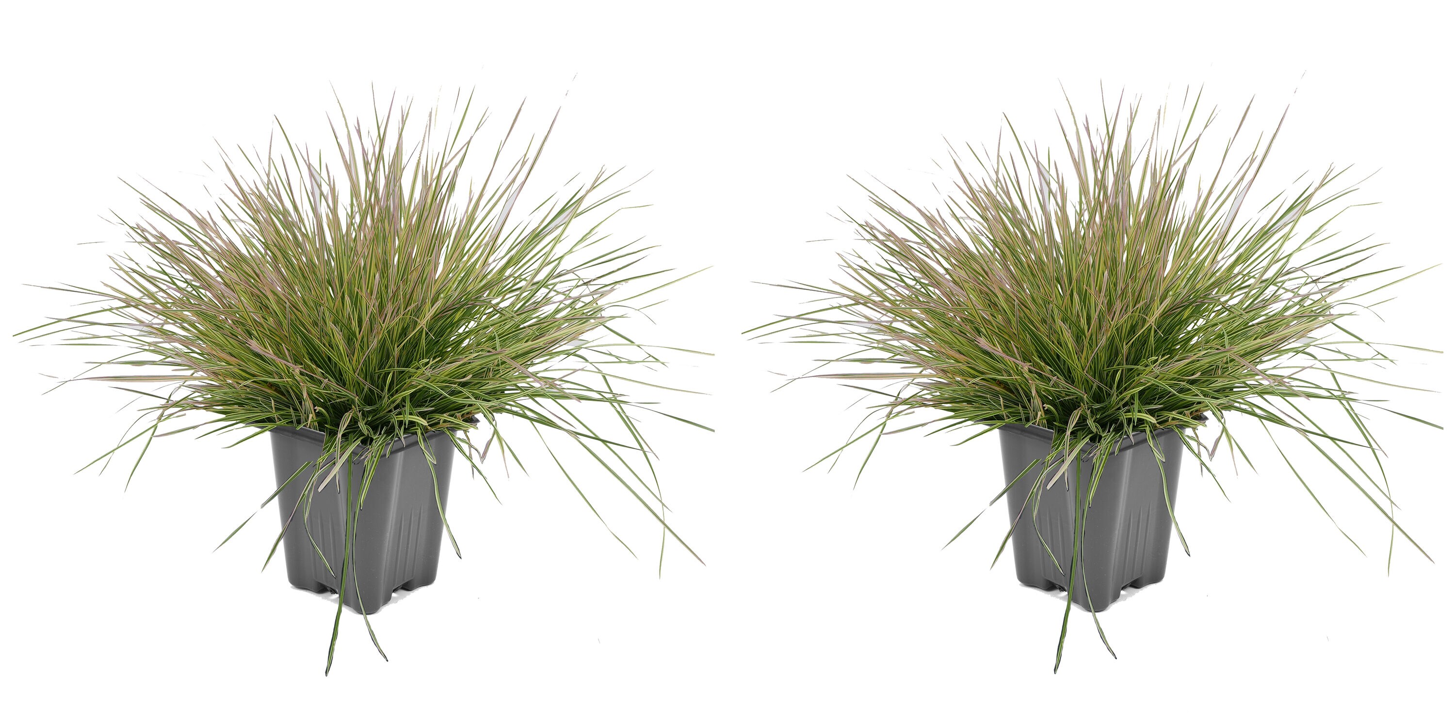  1454 Deschampsia Grass Plant in 1 -Quart Pot 2.0 -Pack